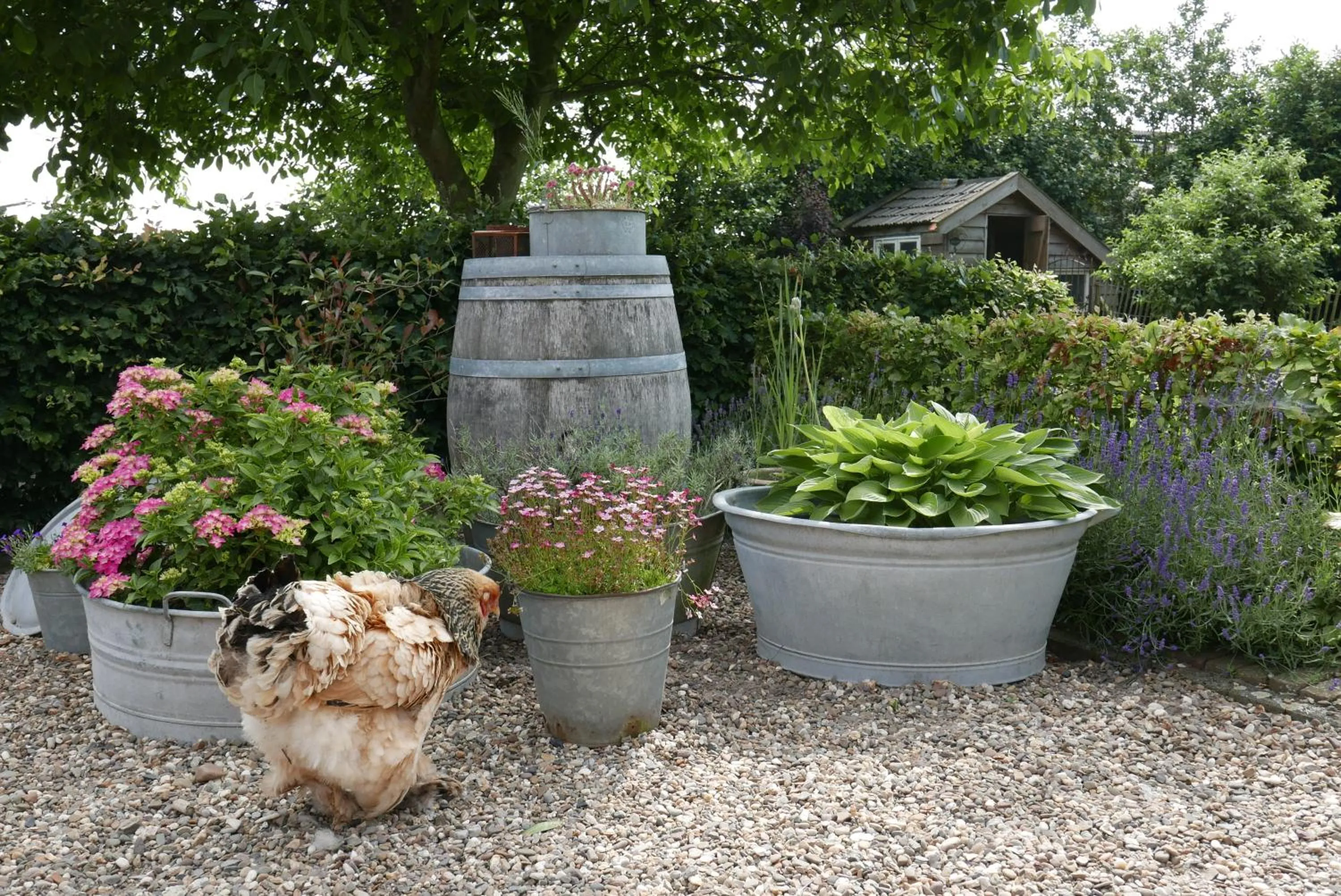 Garden in B&B Bed en Omelet