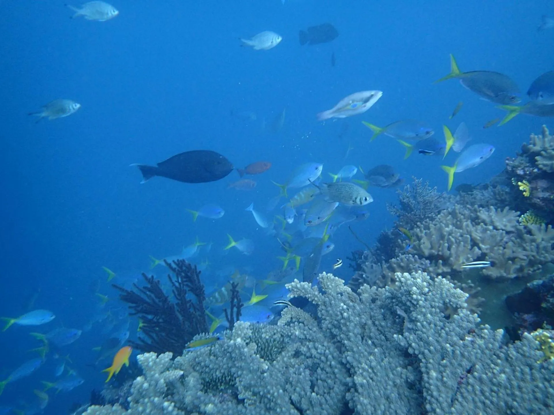 Snorkeling in Loloata Island Resort