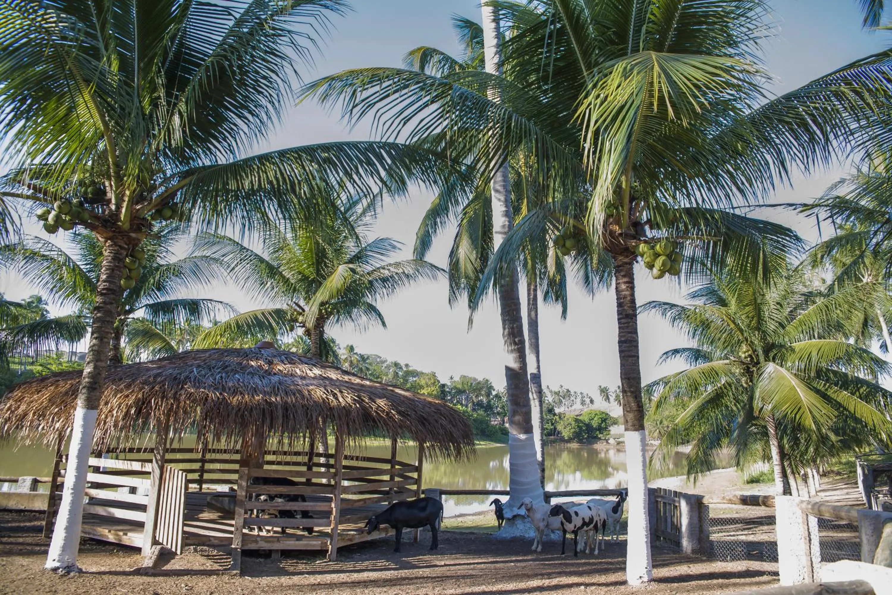 Area and facilities in Fazenda Fiore Resort