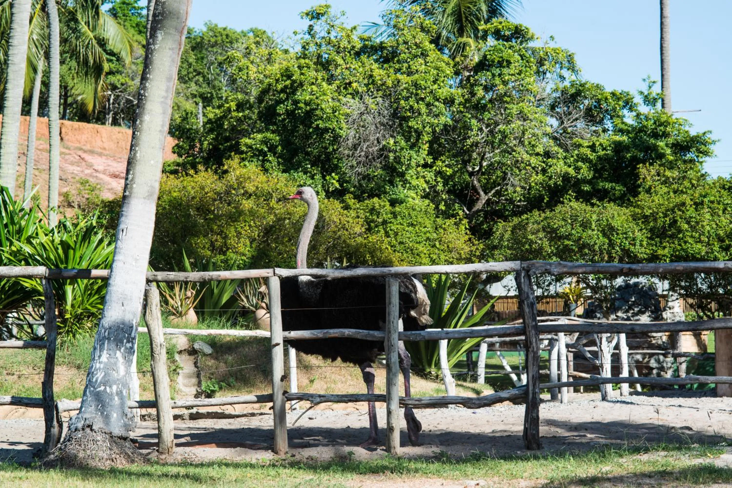 Pets in Fazenda Fiore Resort