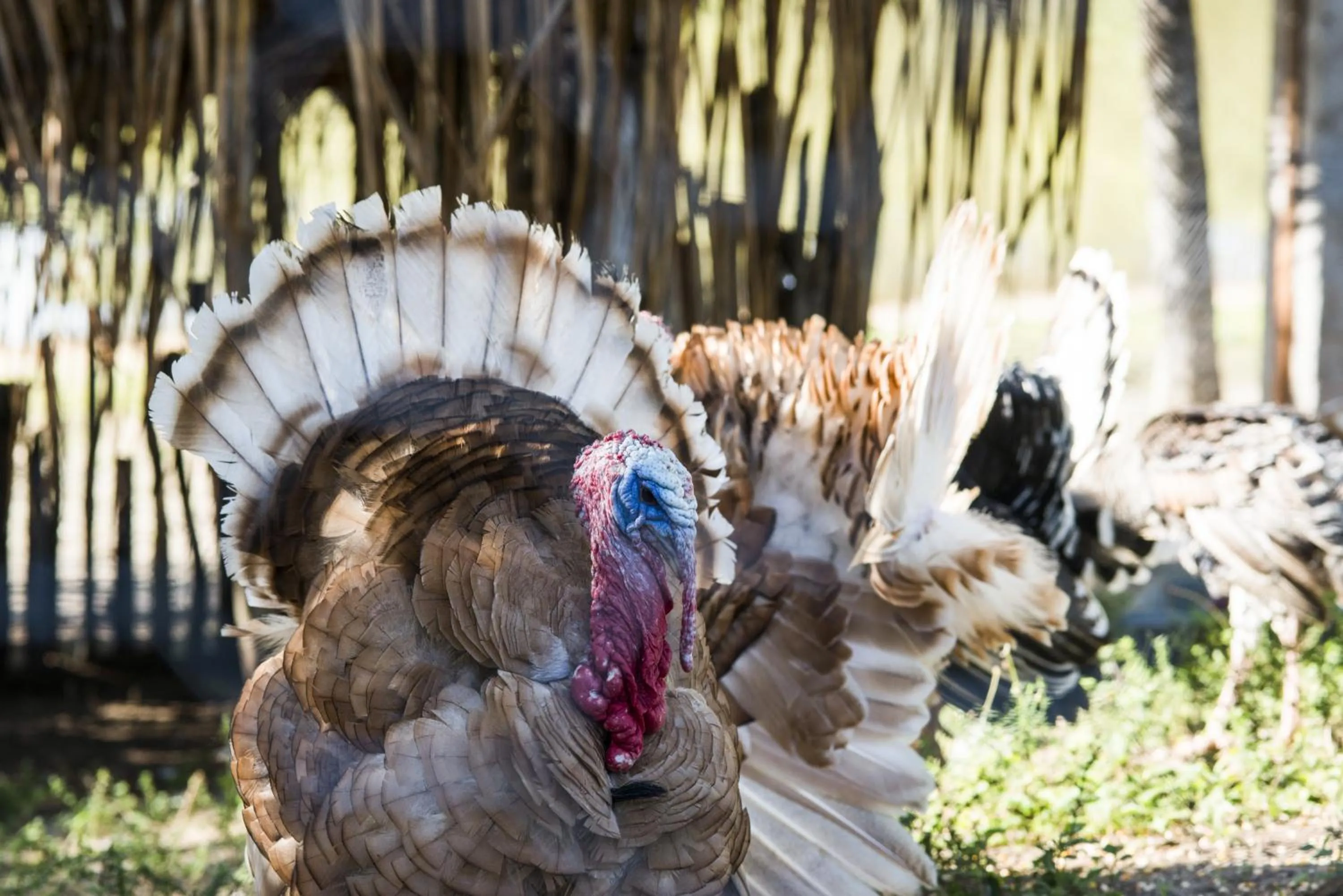 Pets in Fazenda Fiore Resort