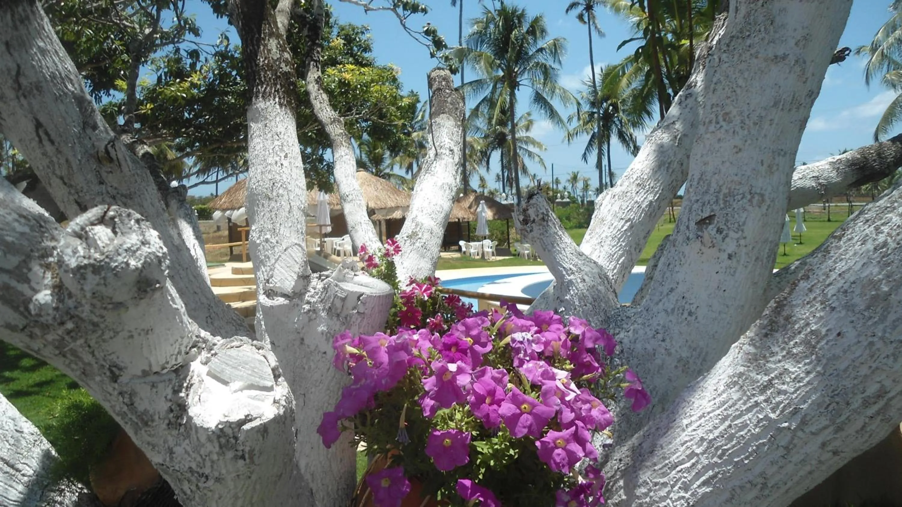 Swimming pool in Fazenda Fiore Resort