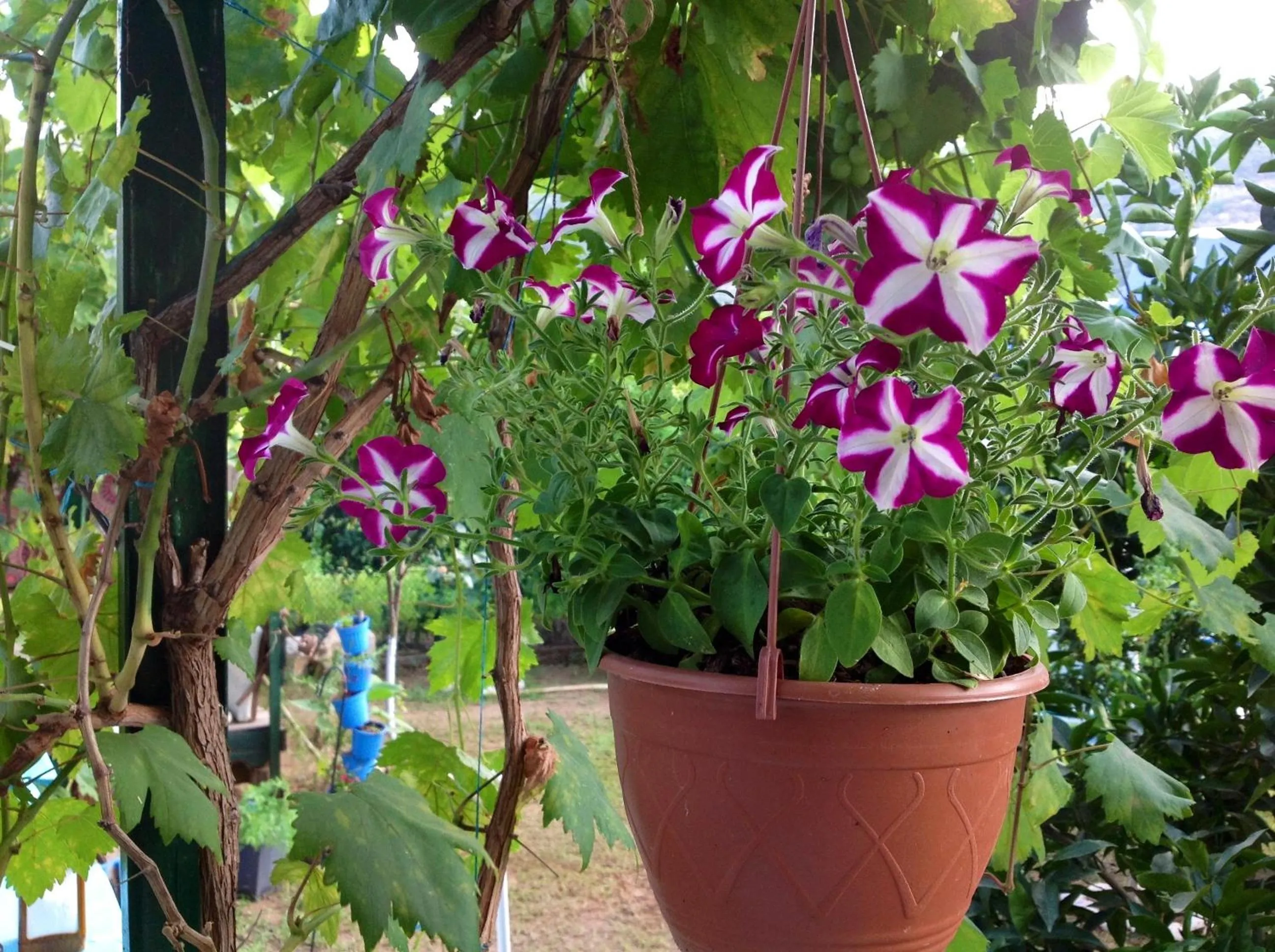 Spring in Turkuaz Bungalows