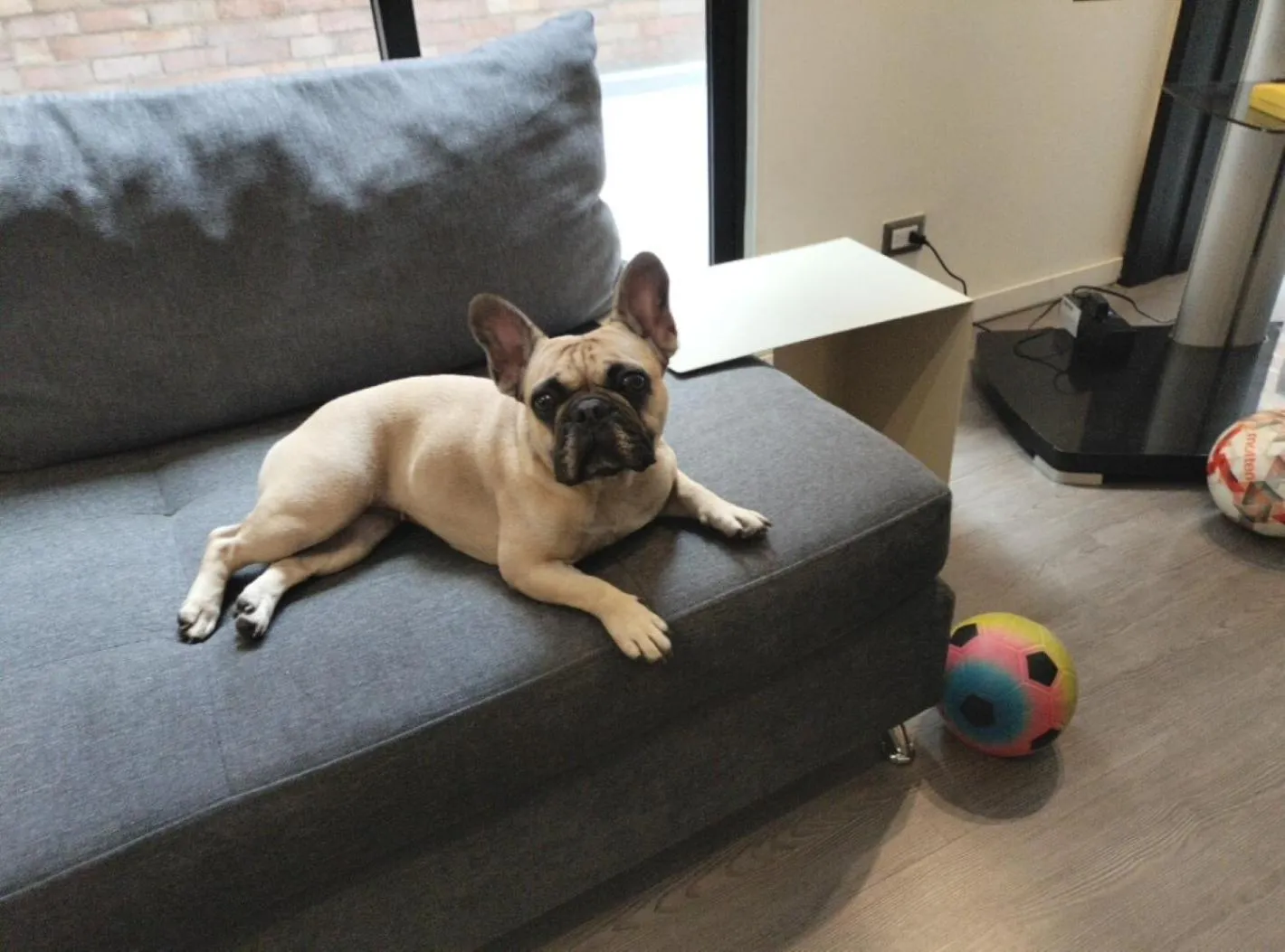 Pets in Central Apartamentos Bogotá