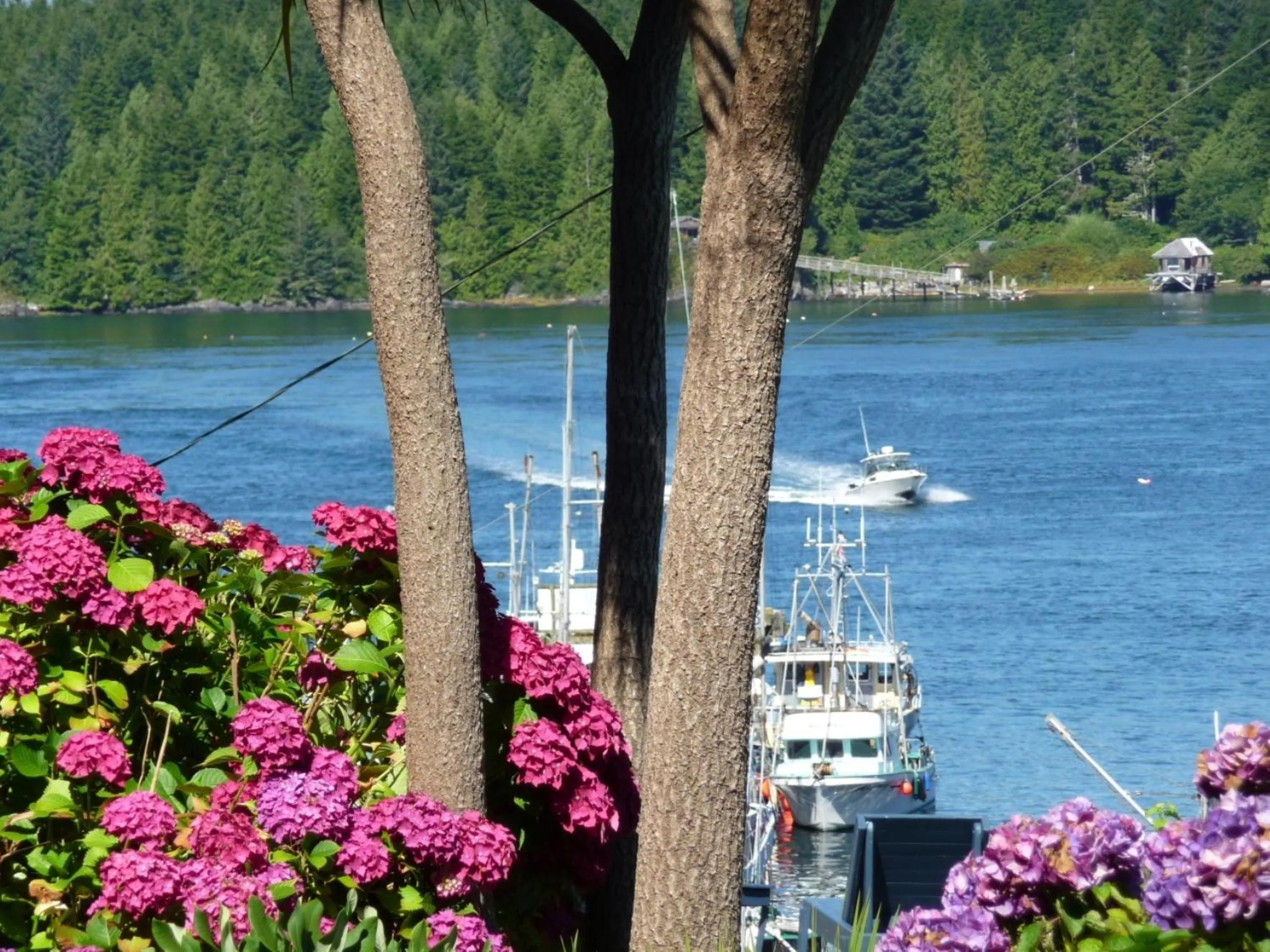 View (from property/room) in Tofino Motel Harbourview