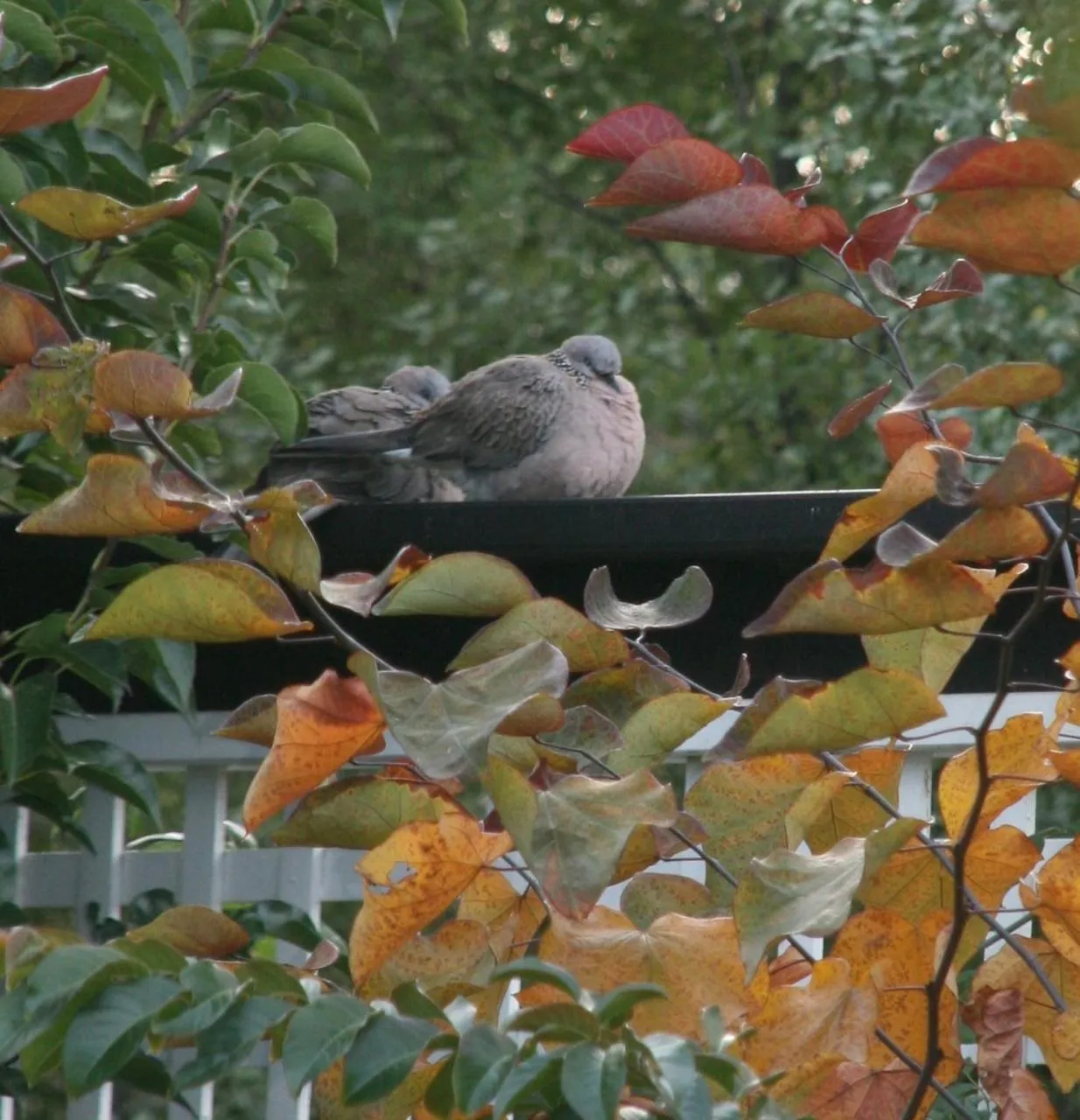 Animals in Captains Retreat Apartments and Cottages