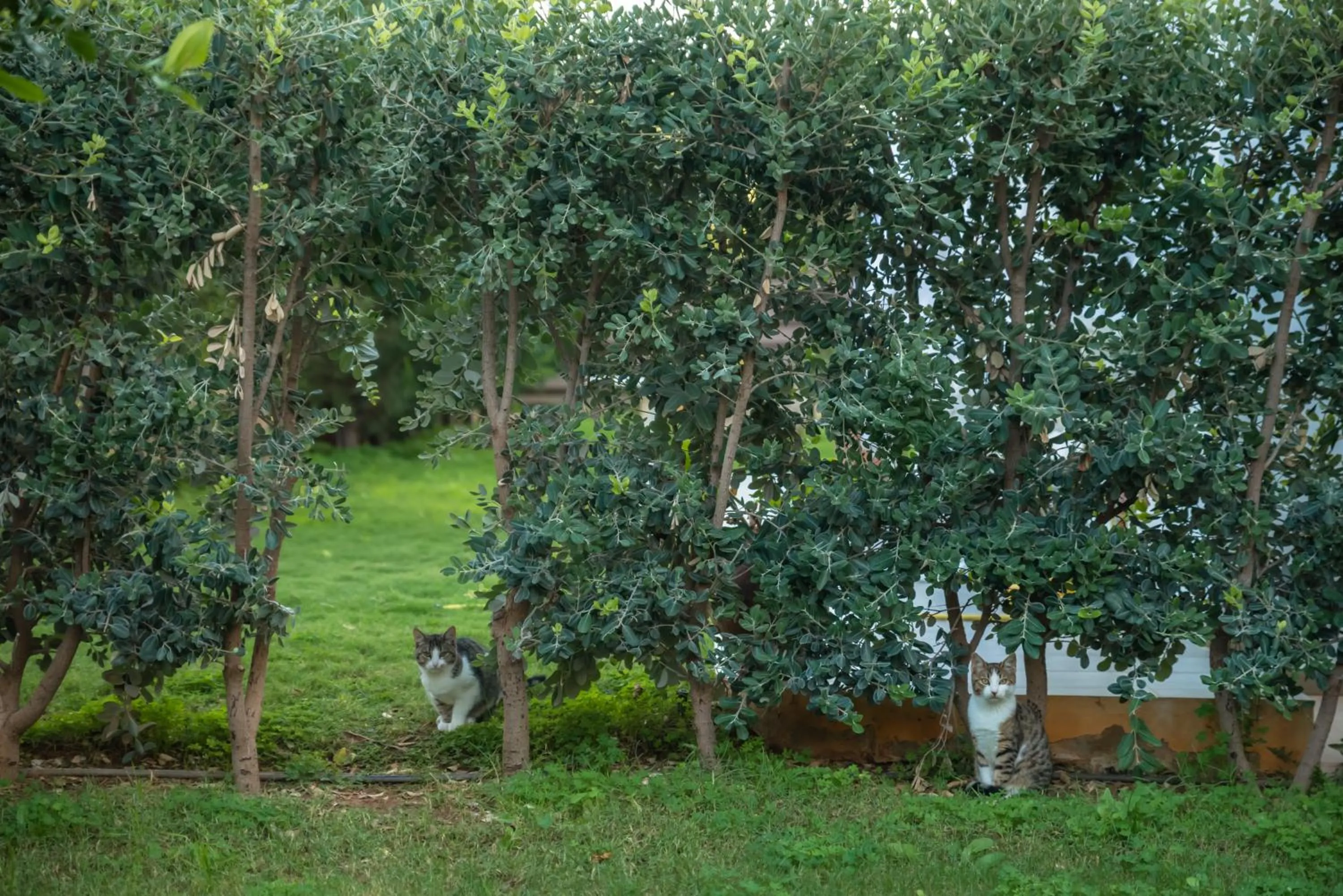 Garden in Arsinoi Studios and Apartments