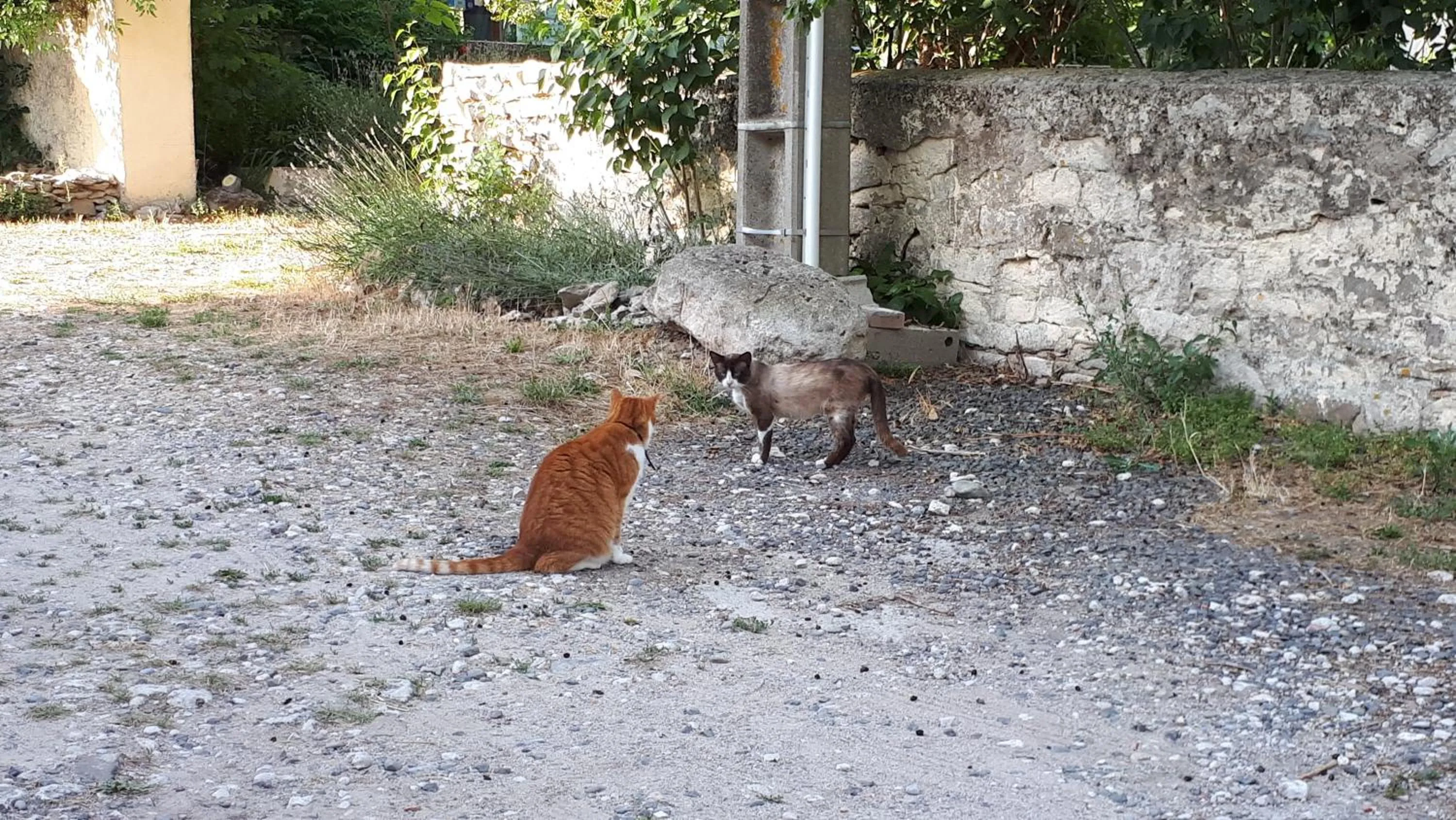 Animals in Domaine de la Matte
