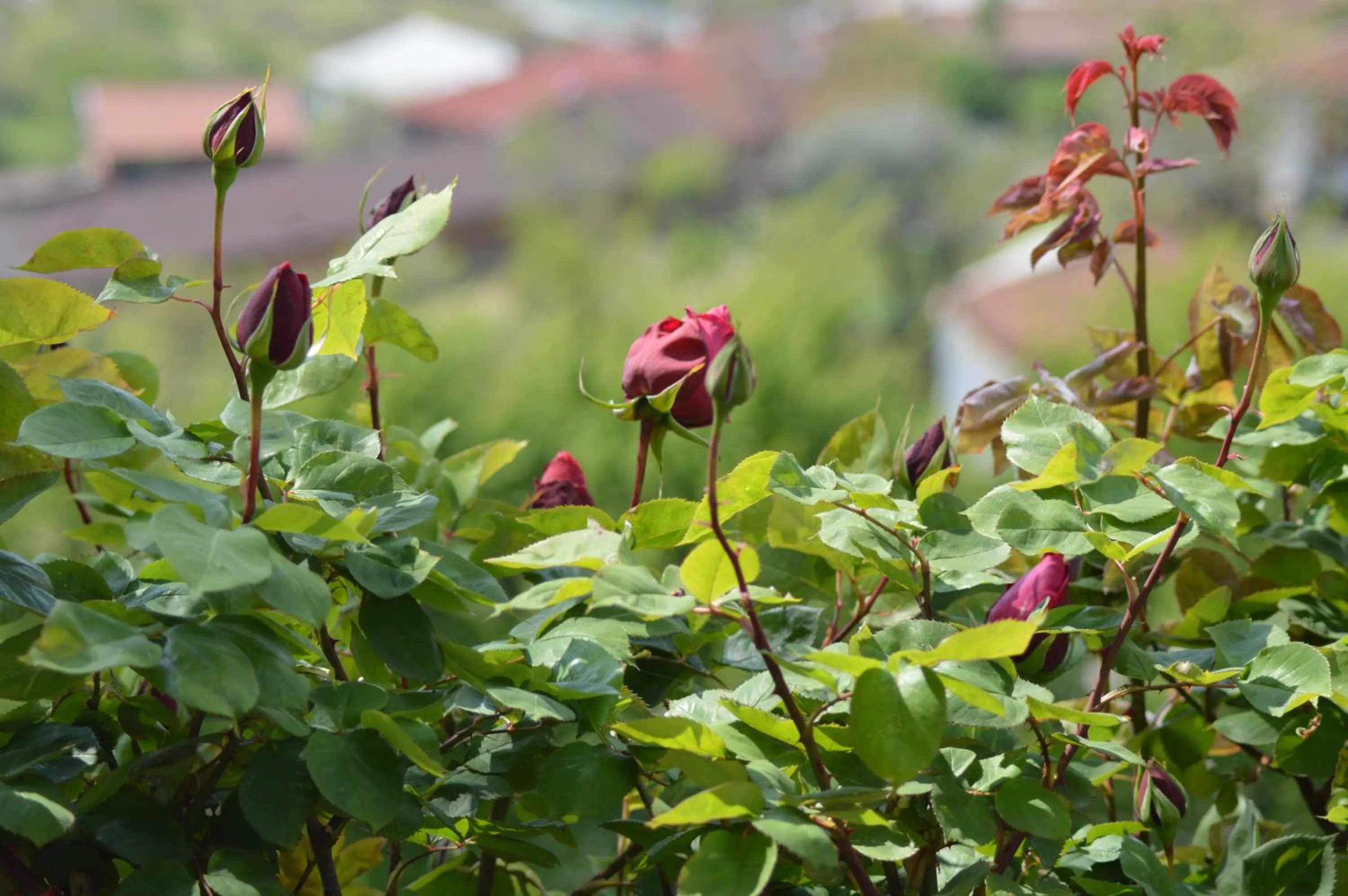 Garden in L'uovo e la faina