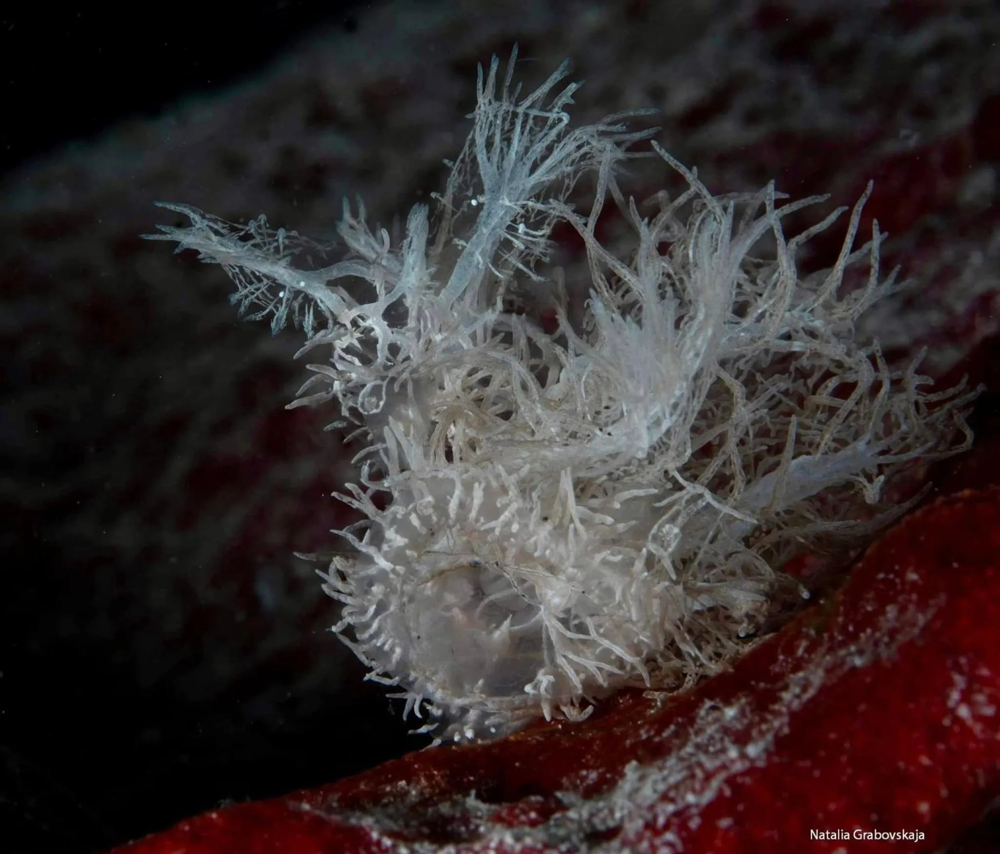 Diving in Sunset Cove Beach & Dive Resort