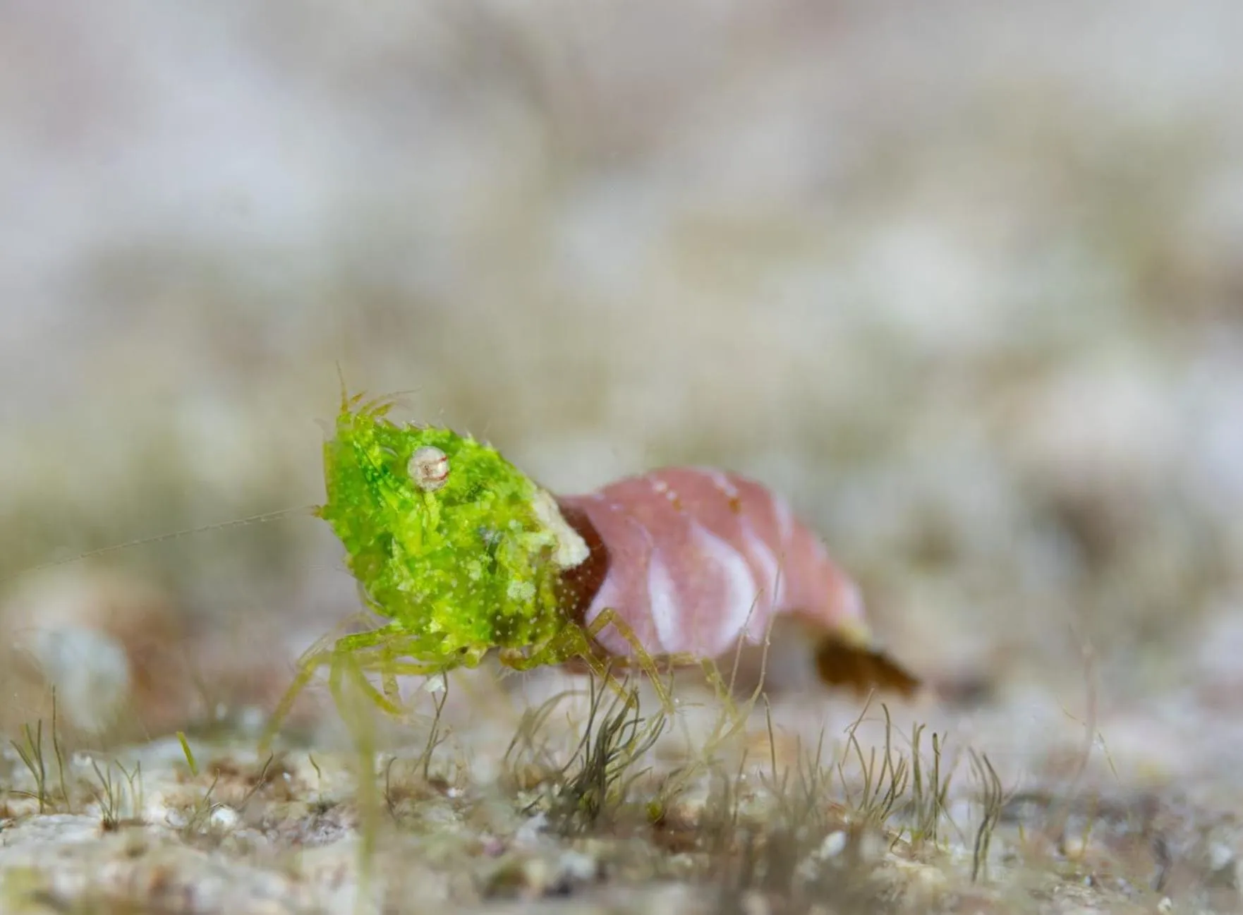 Diving in Sunset Cove Beach & Dive Resort