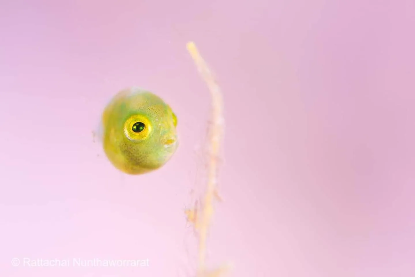Diving in Sunset Cove Beach & Dive Resort