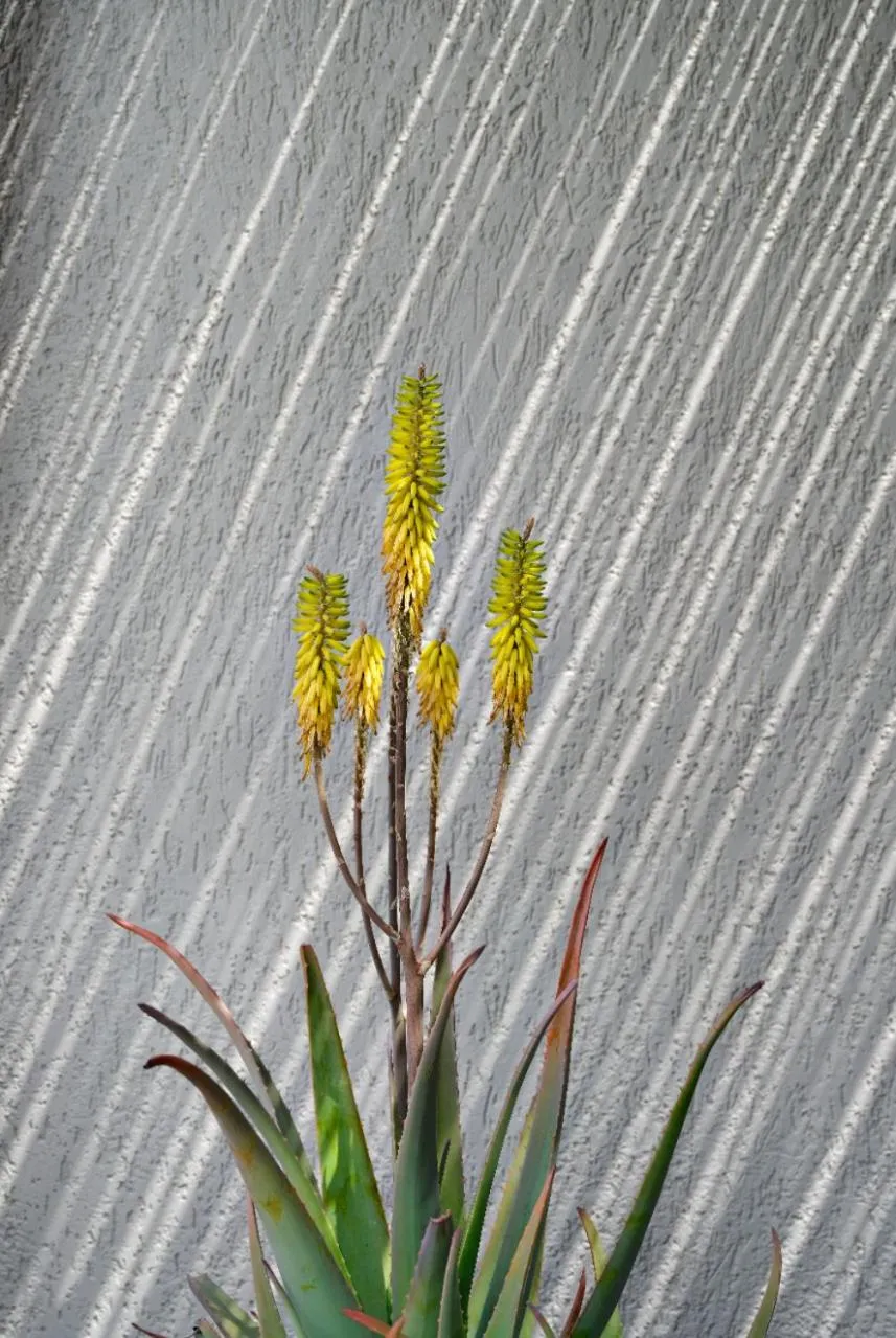 Garden in Dorman Suites