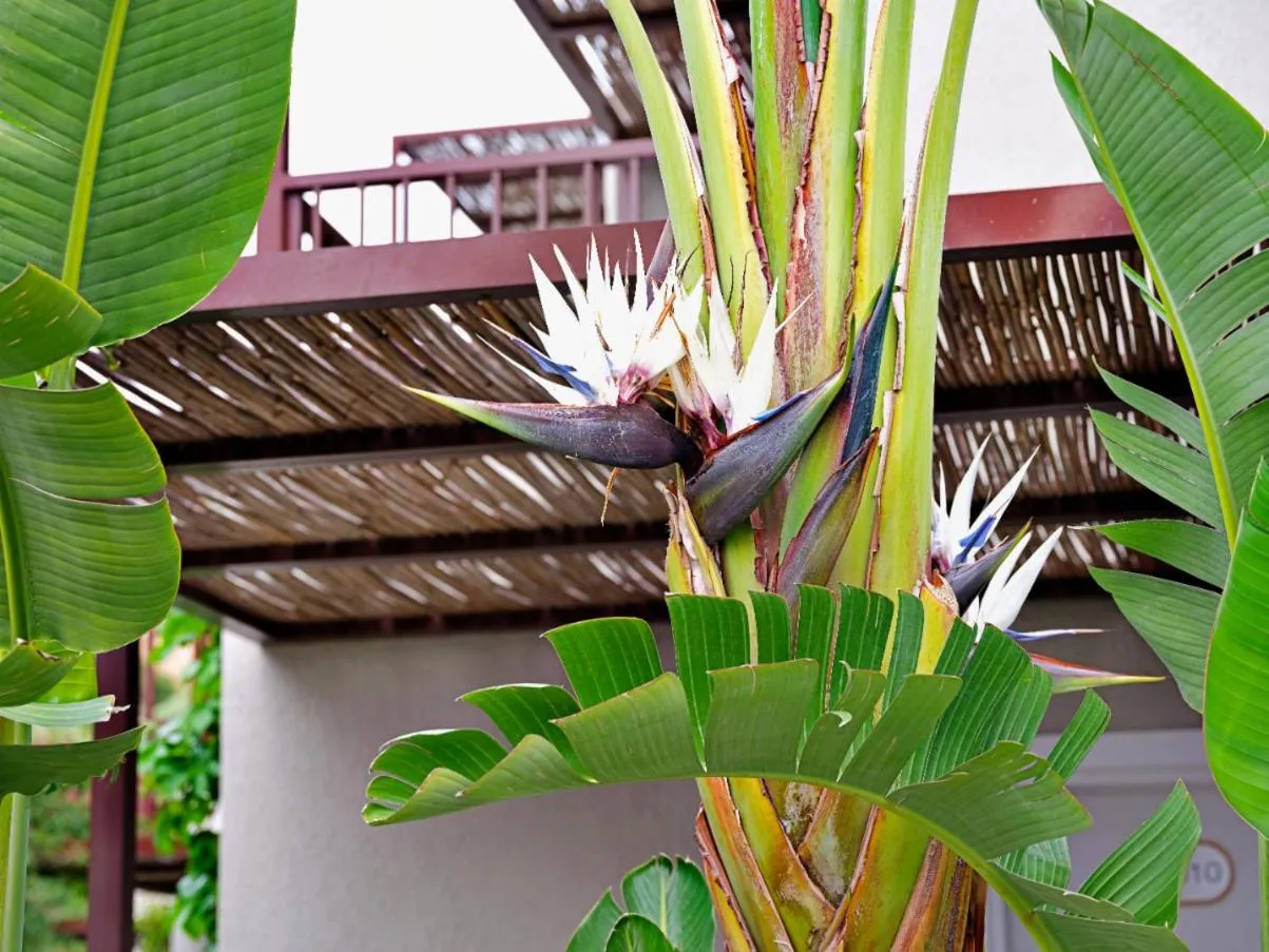 Garden in Dorman Suites