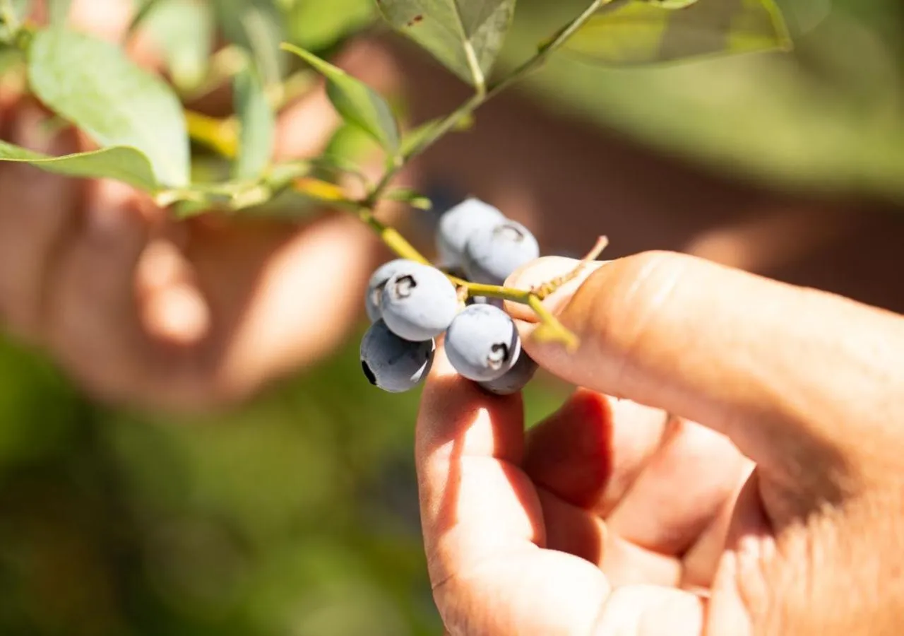 Nearby landmark in Dona Adelia Hotel e Restaurante