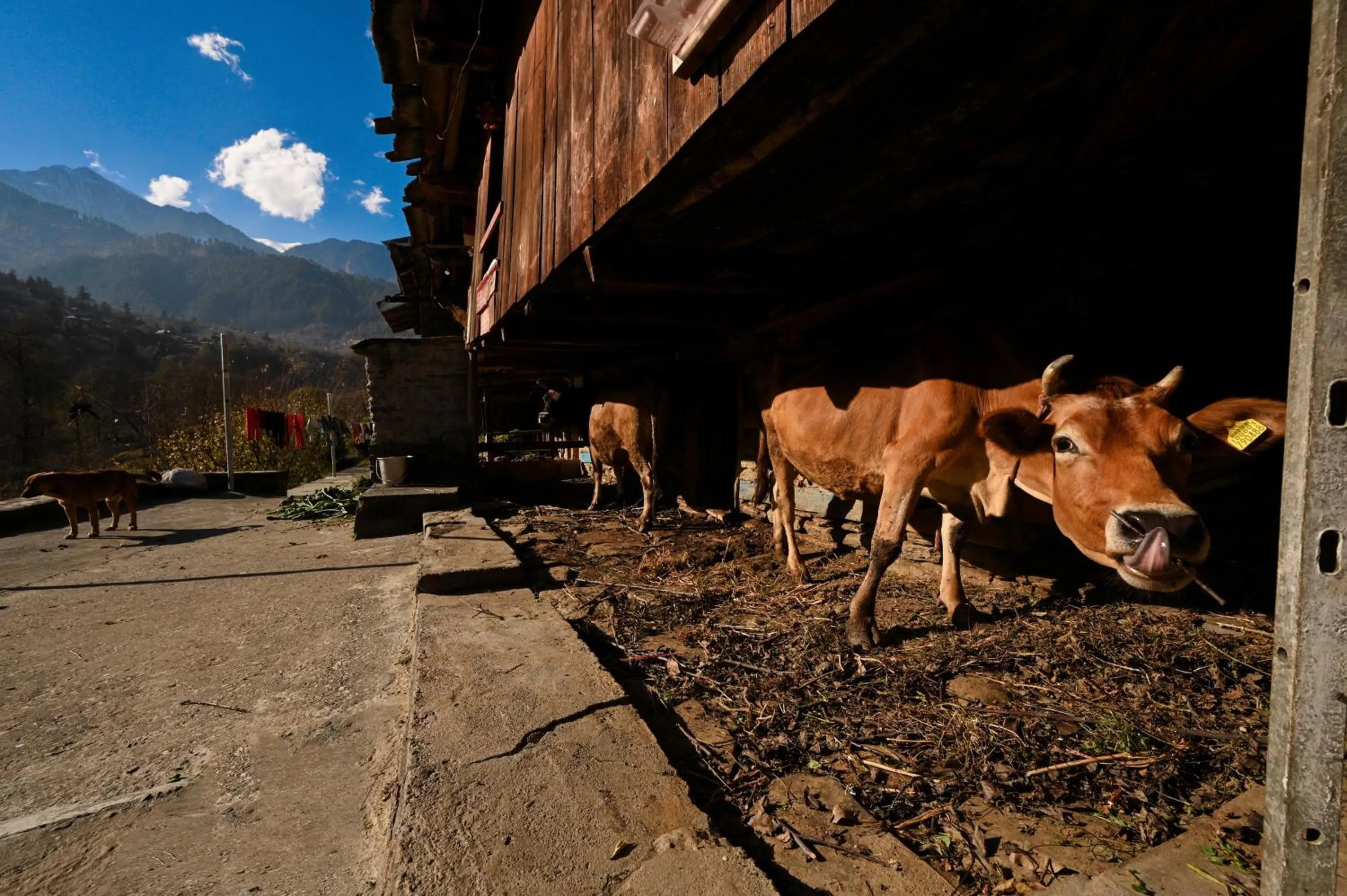 Day in Zostel Dobhi, Manali