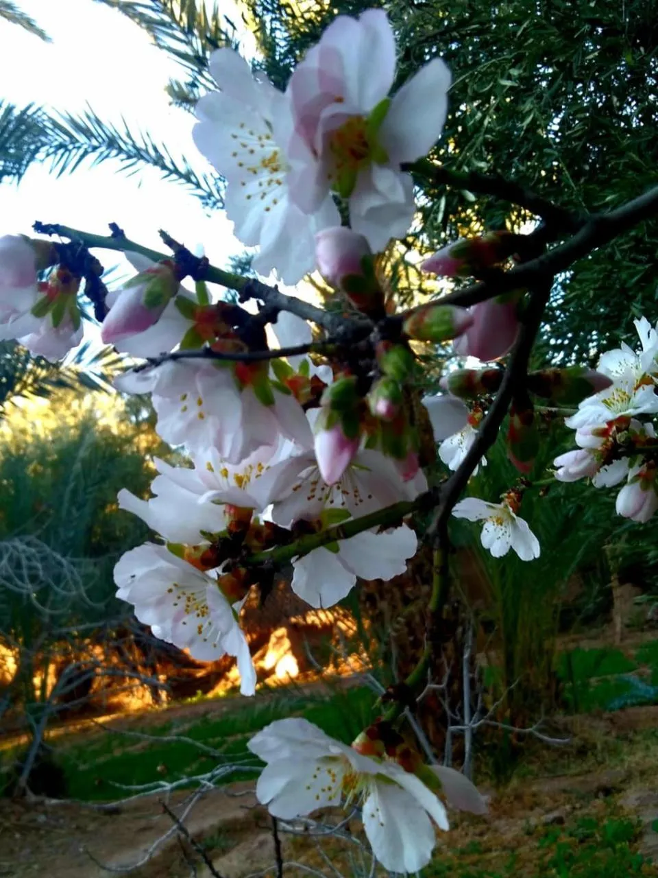 LE JARDIN DES GRENADIERS