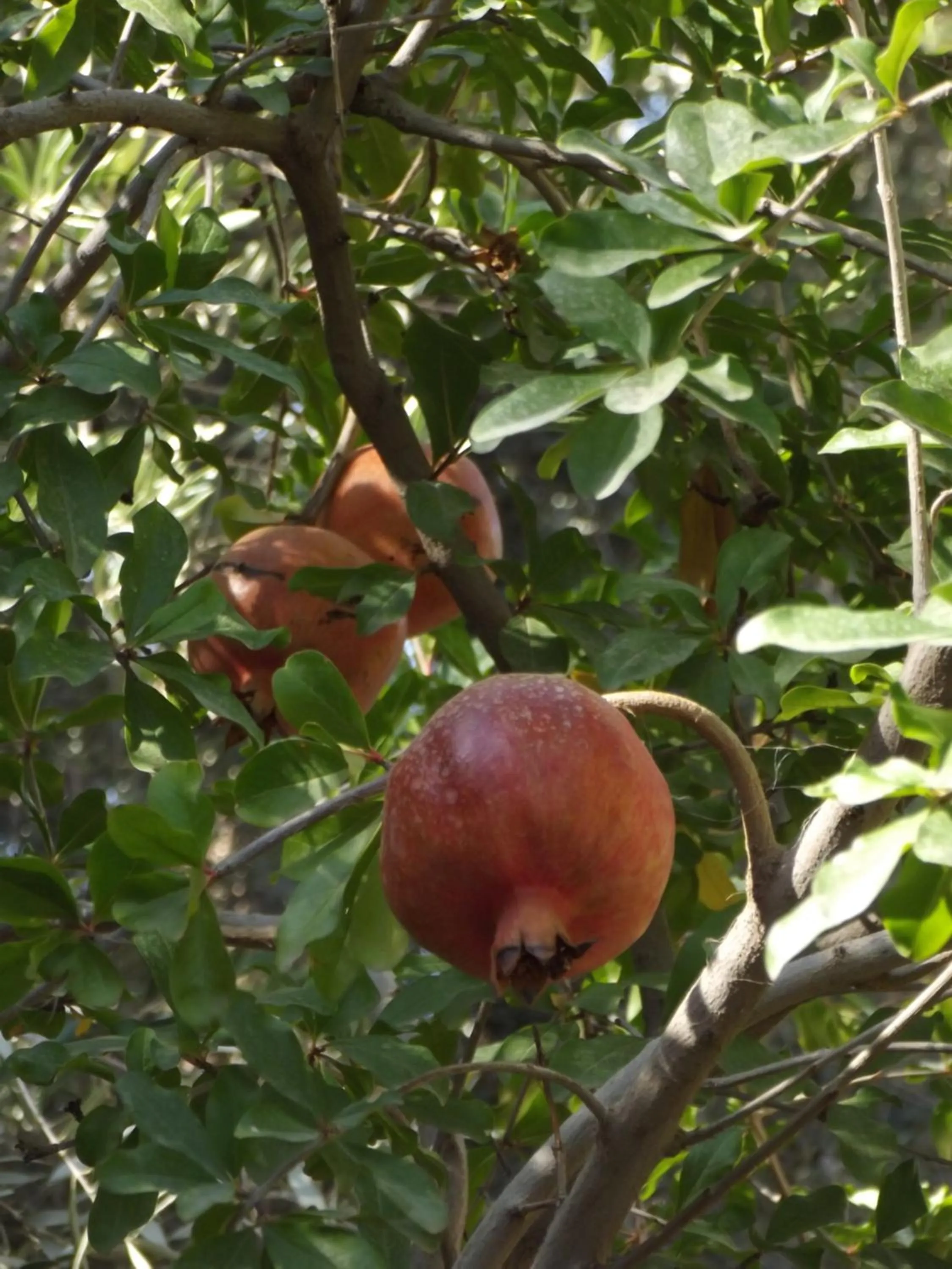 Garden in LE JARDIN DES GRENADIERS