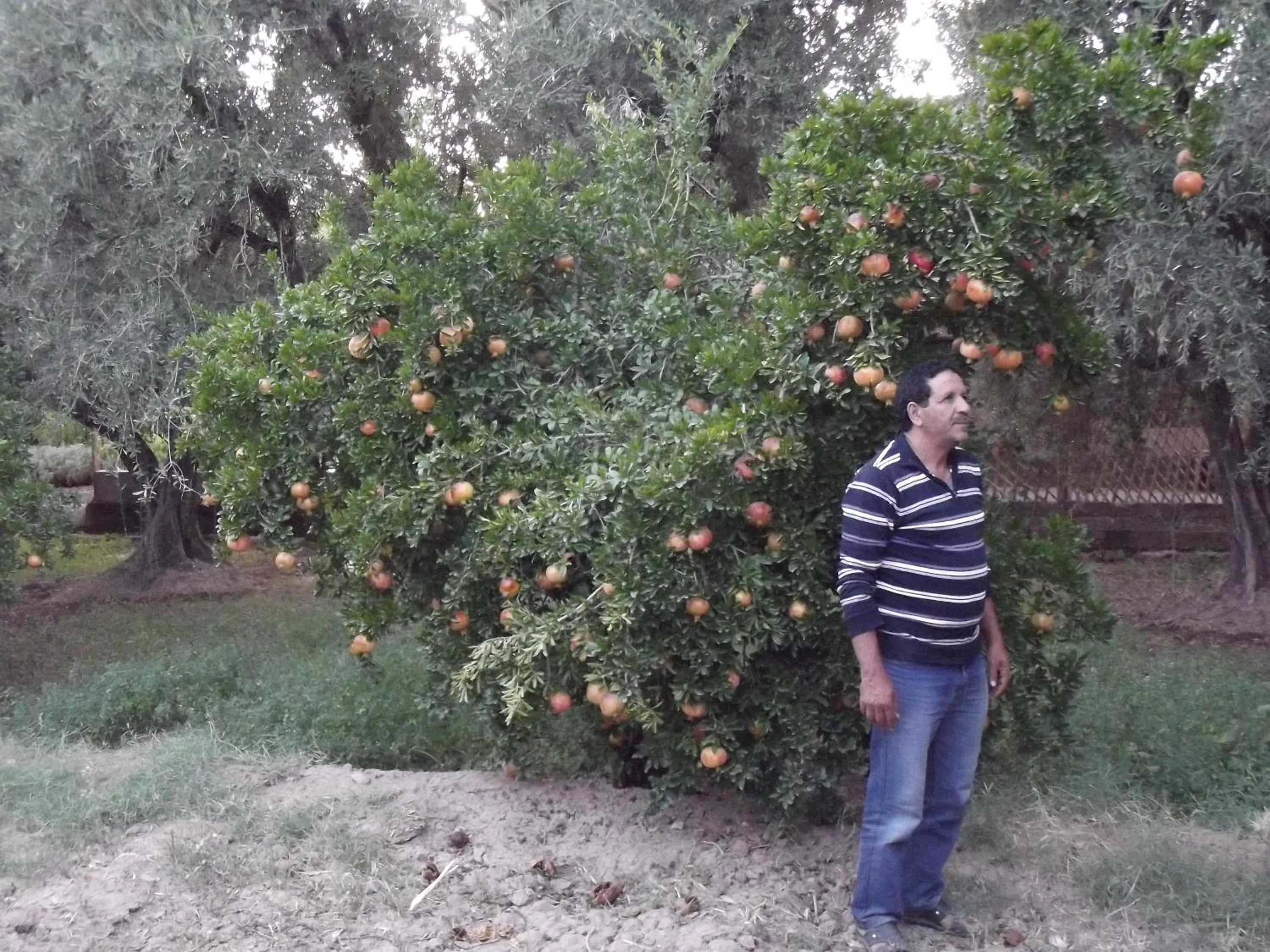 Garden in LE JARDIN DES GRENADIERS