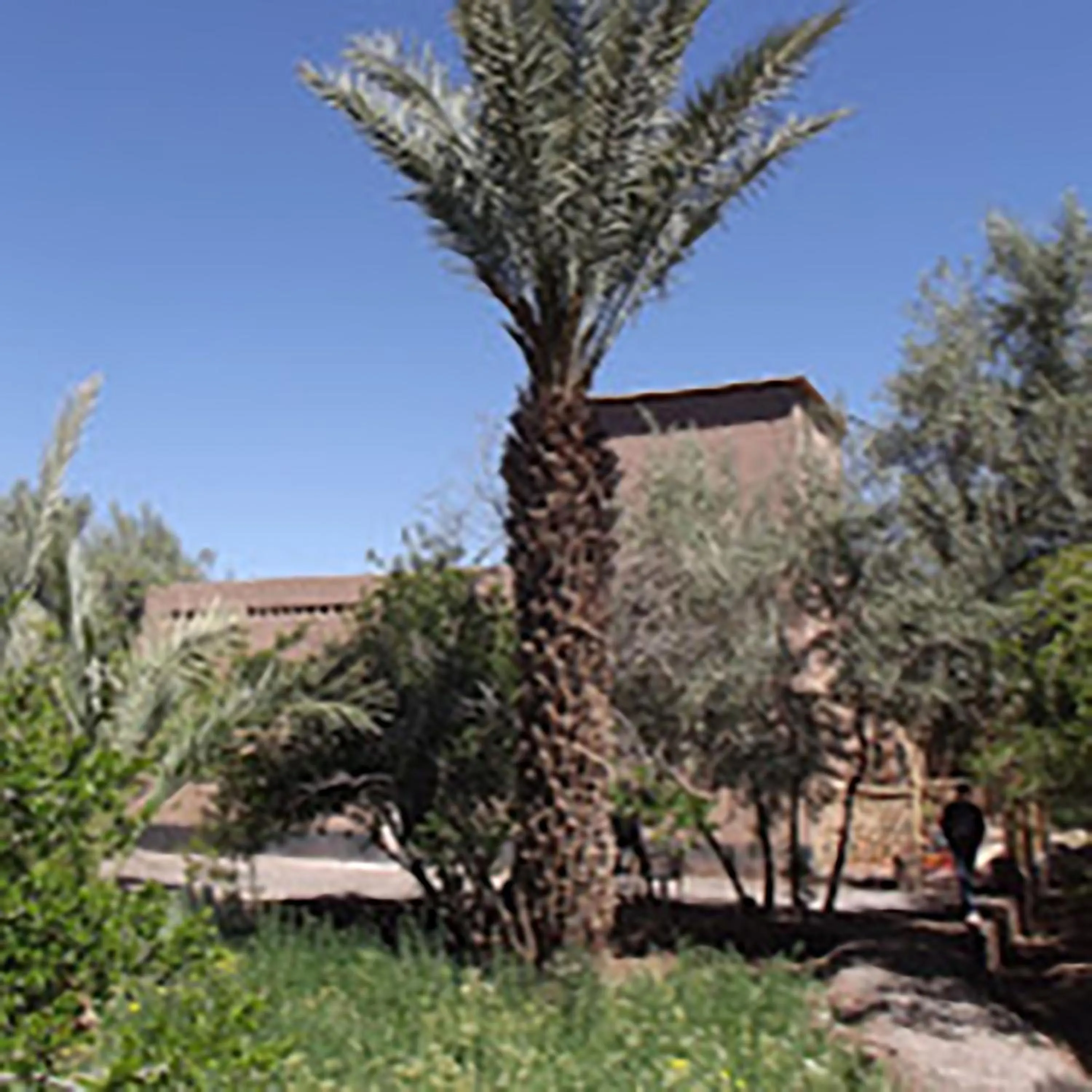 LE JARDIN DES GRENADIERS