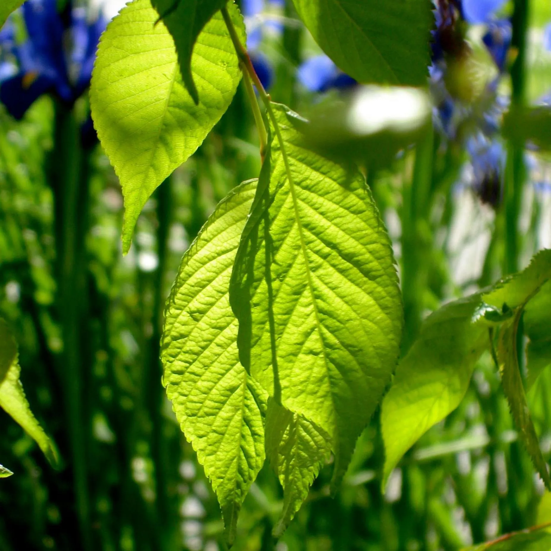 Natural landscape in Forget Me Not Cottages