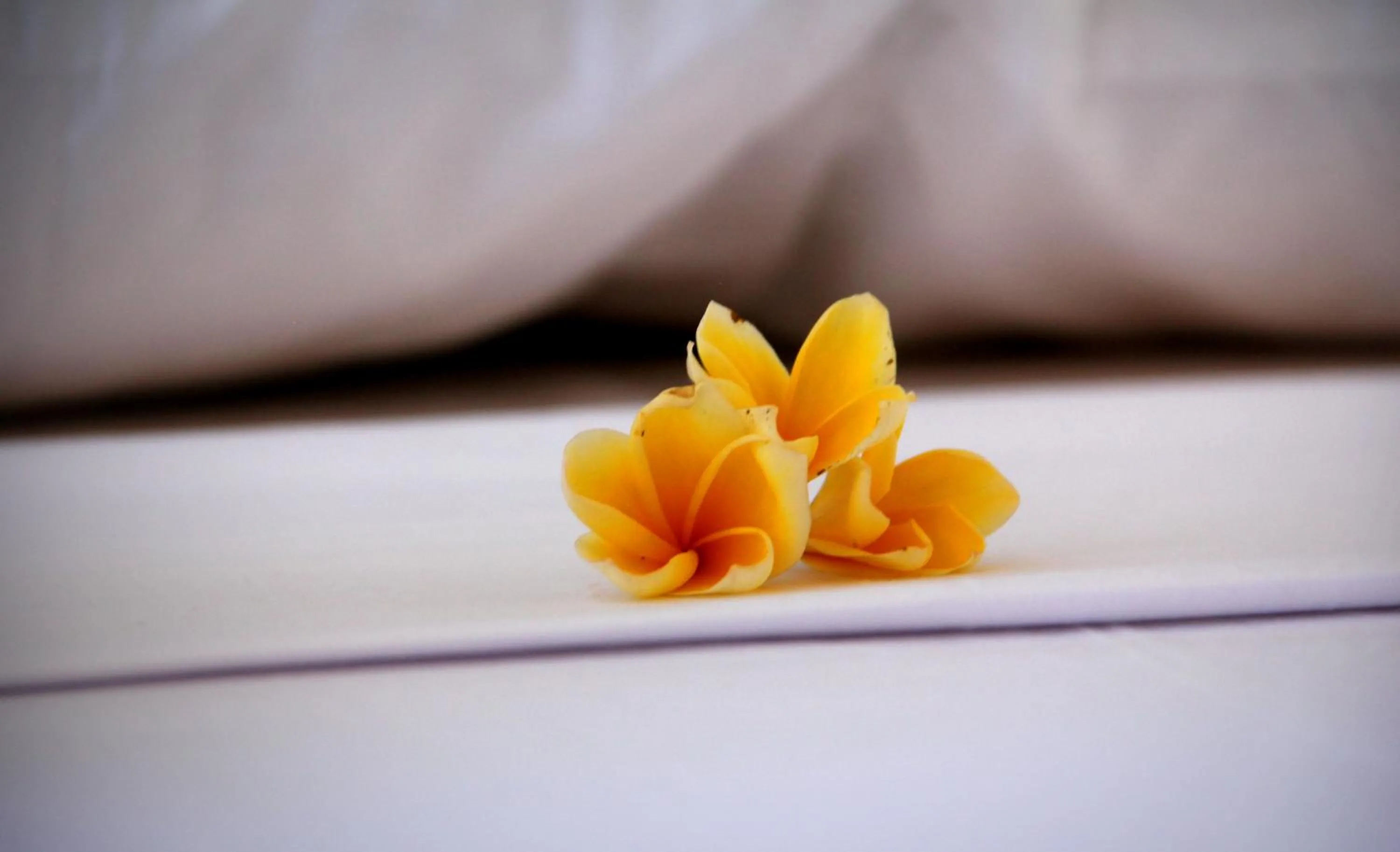 Decorative detail, Bed in The Calmtree Bungalows