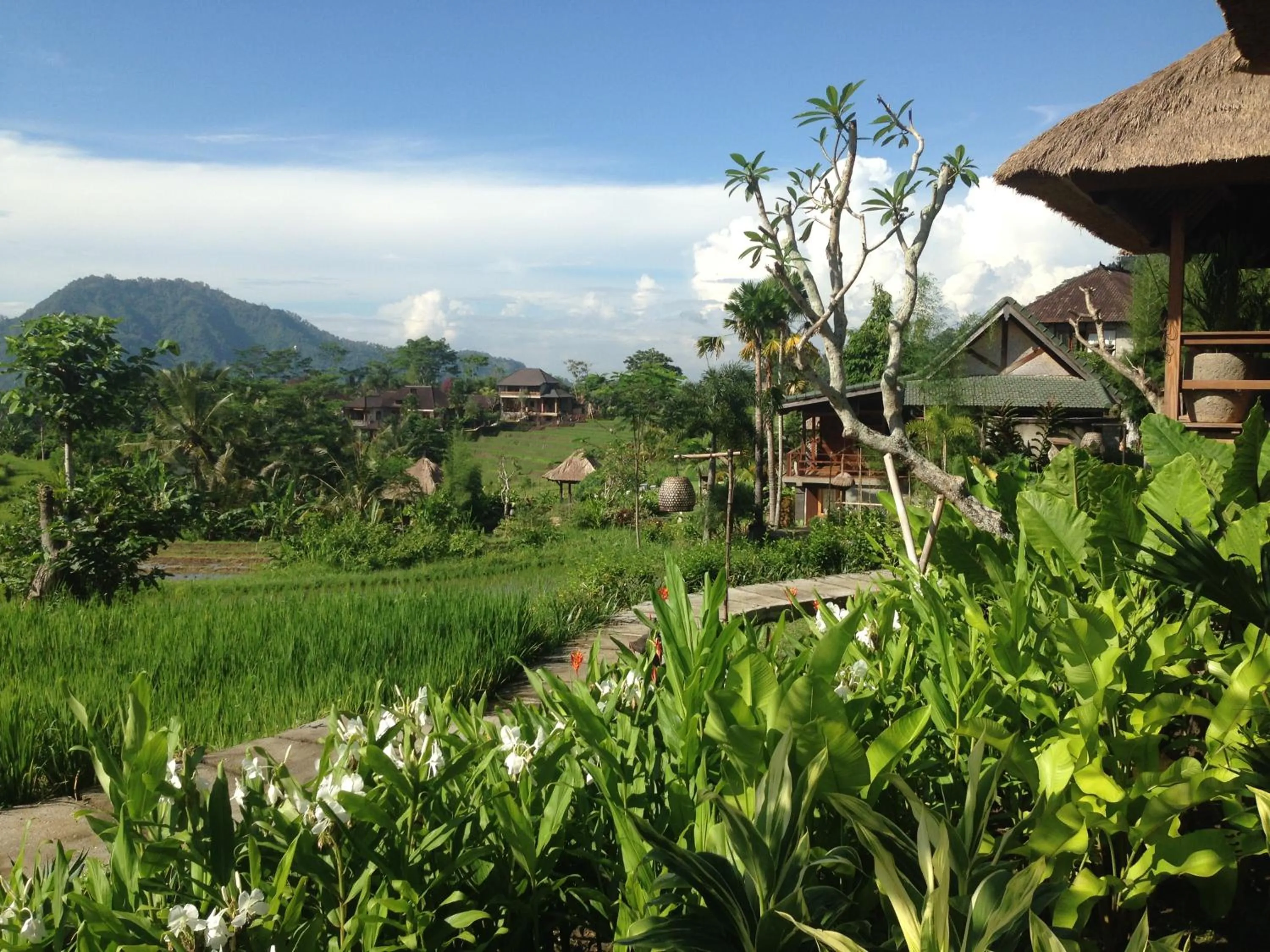 Garden view in Sawah Indah Villa