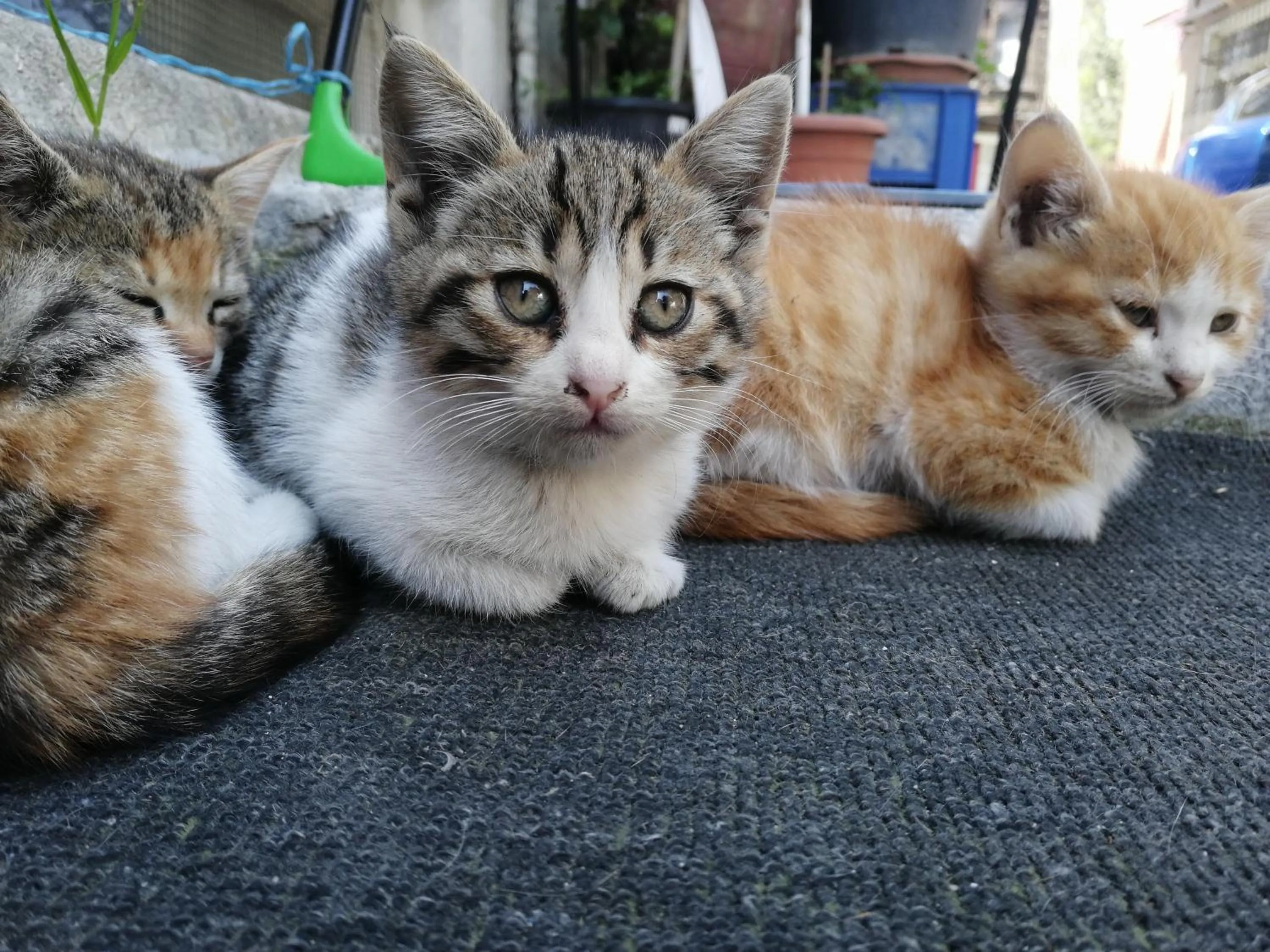 Pets in Medellin Apart Hotel Istanbul