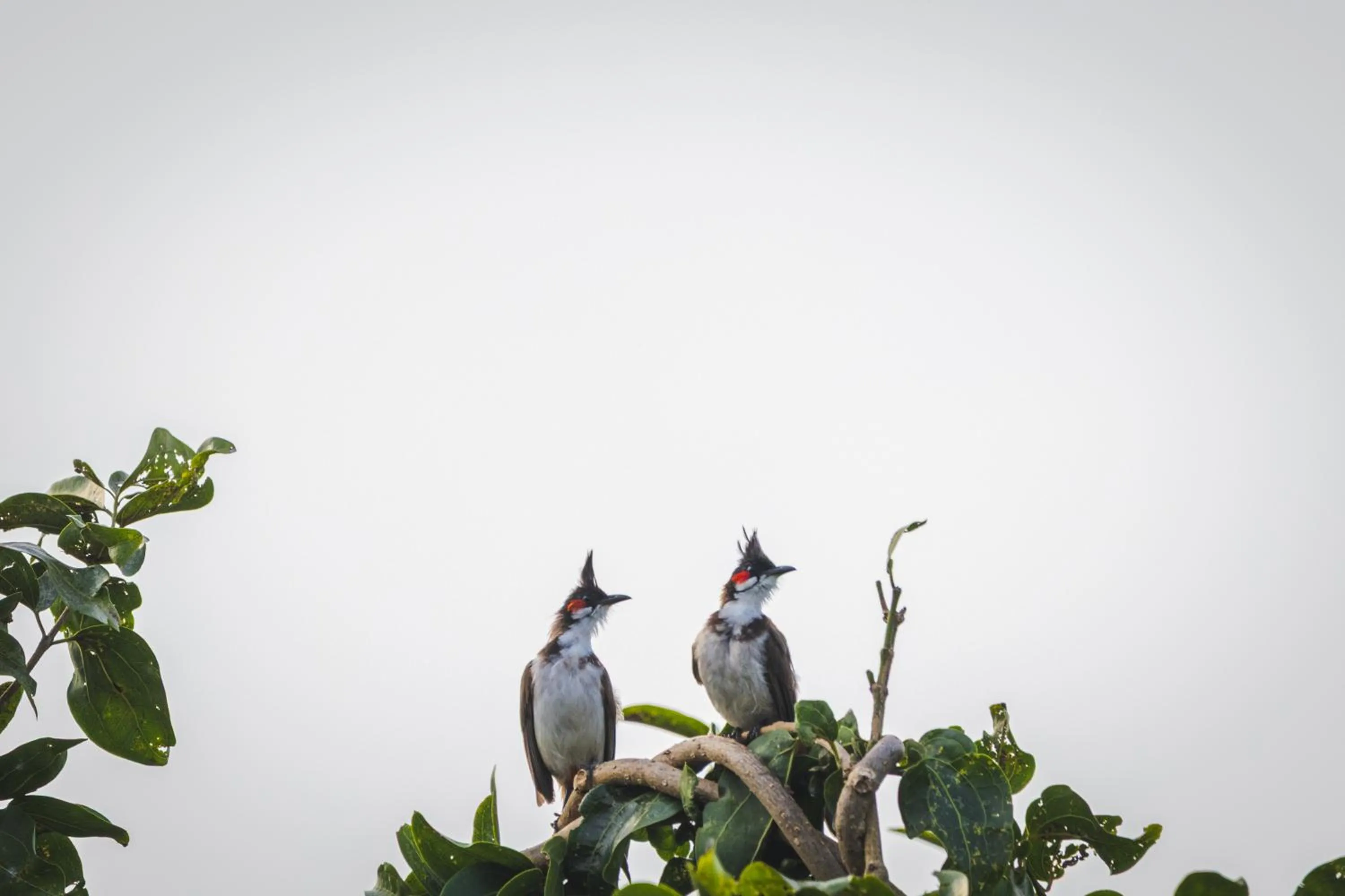 View (from property/room) in Wildflower Goa
