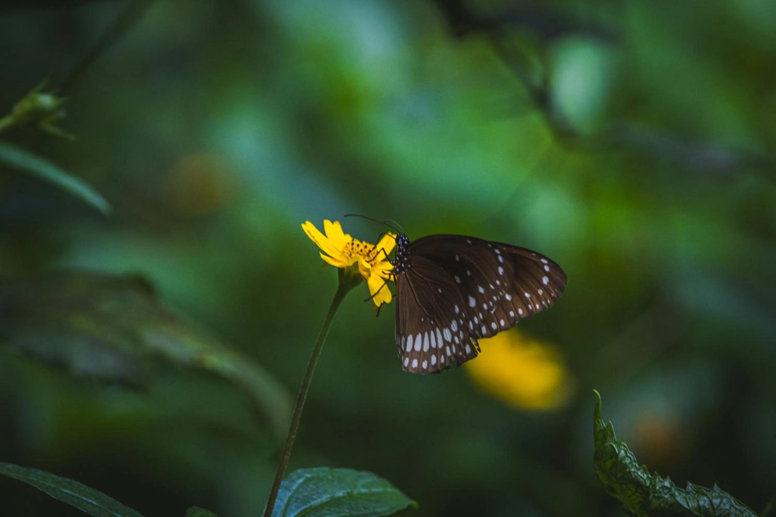 View (from property/room) in Wildflower Goa