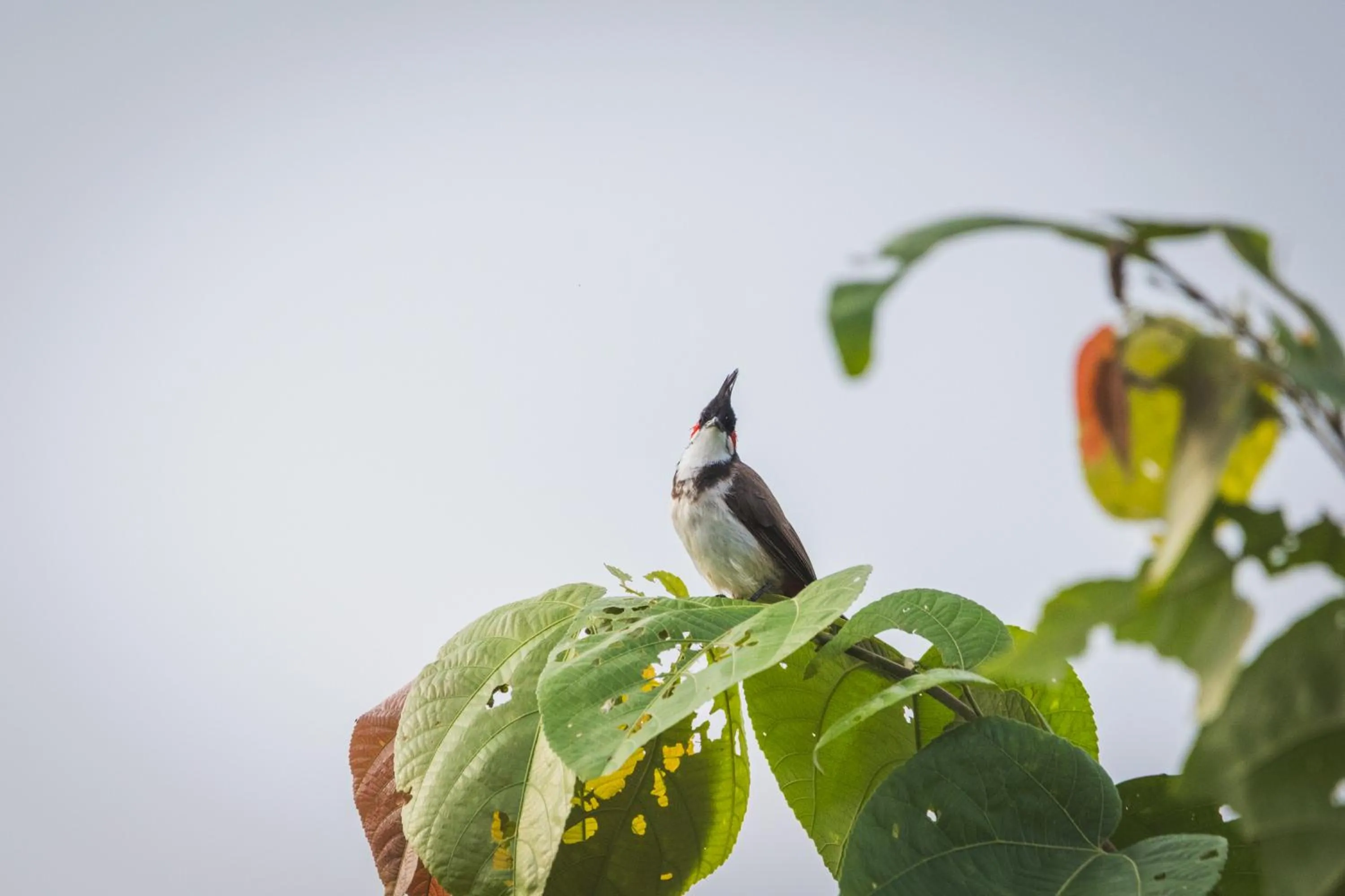 View (from property/room) in Wildflower Goa
