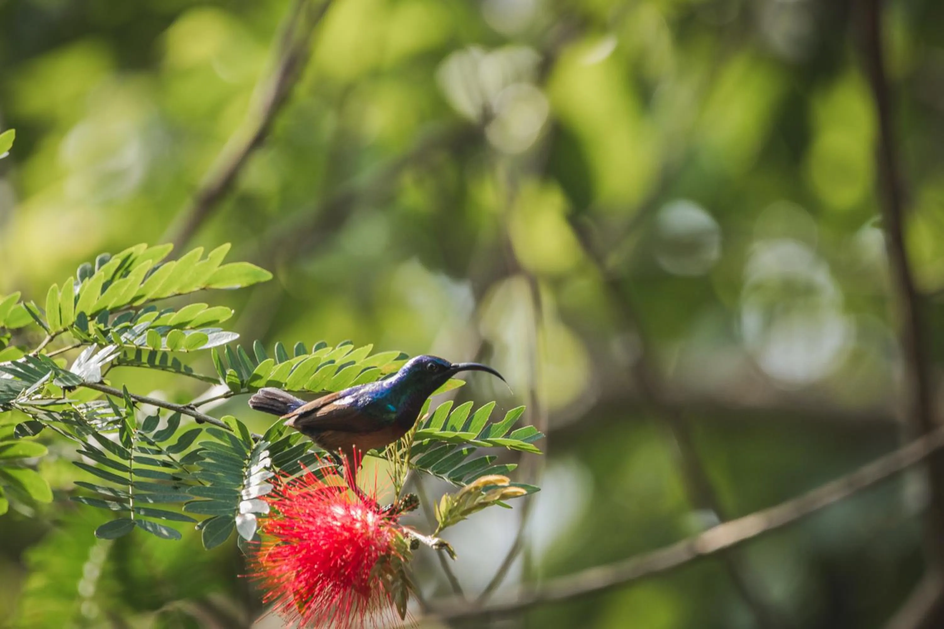 View (from property/room) in Wildflower Goa
