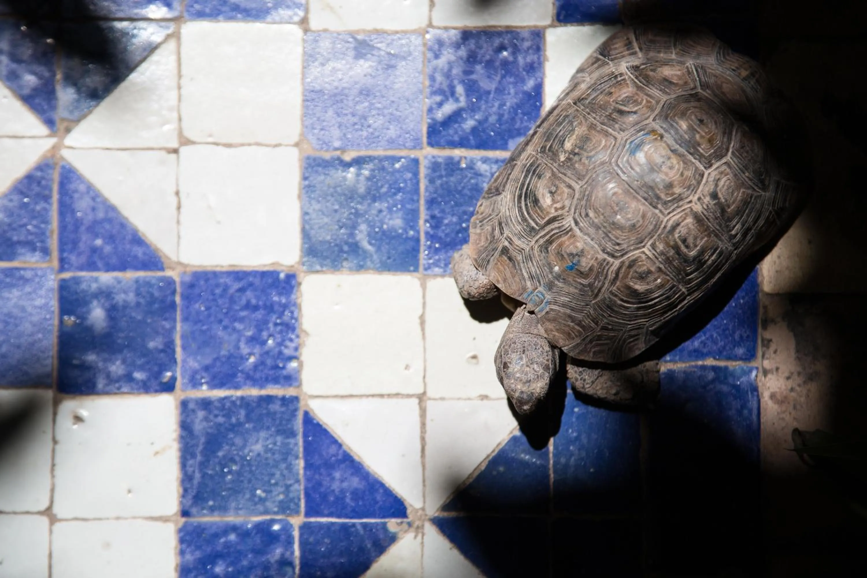 Pets in Ryad El Borj