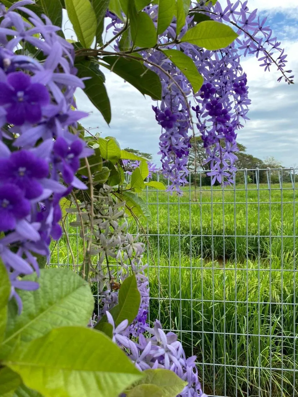 Garden in Dangau Sala D'Kontena