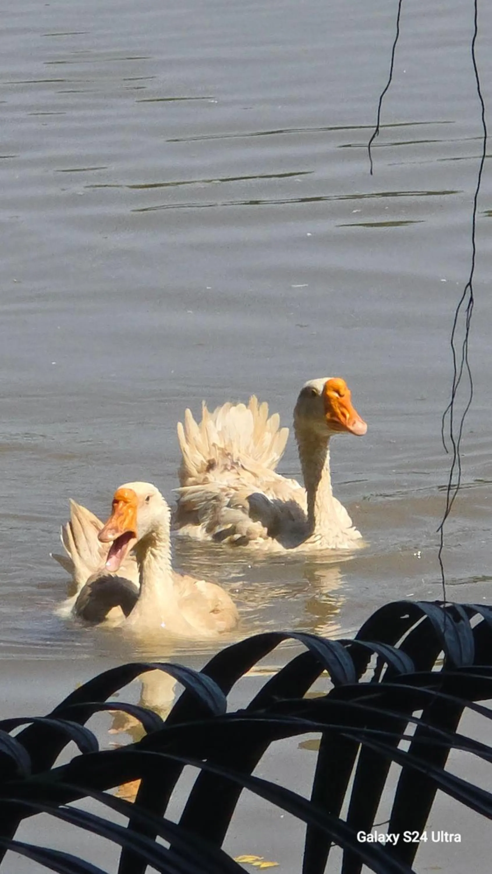 Dangau Sala D'Kontena