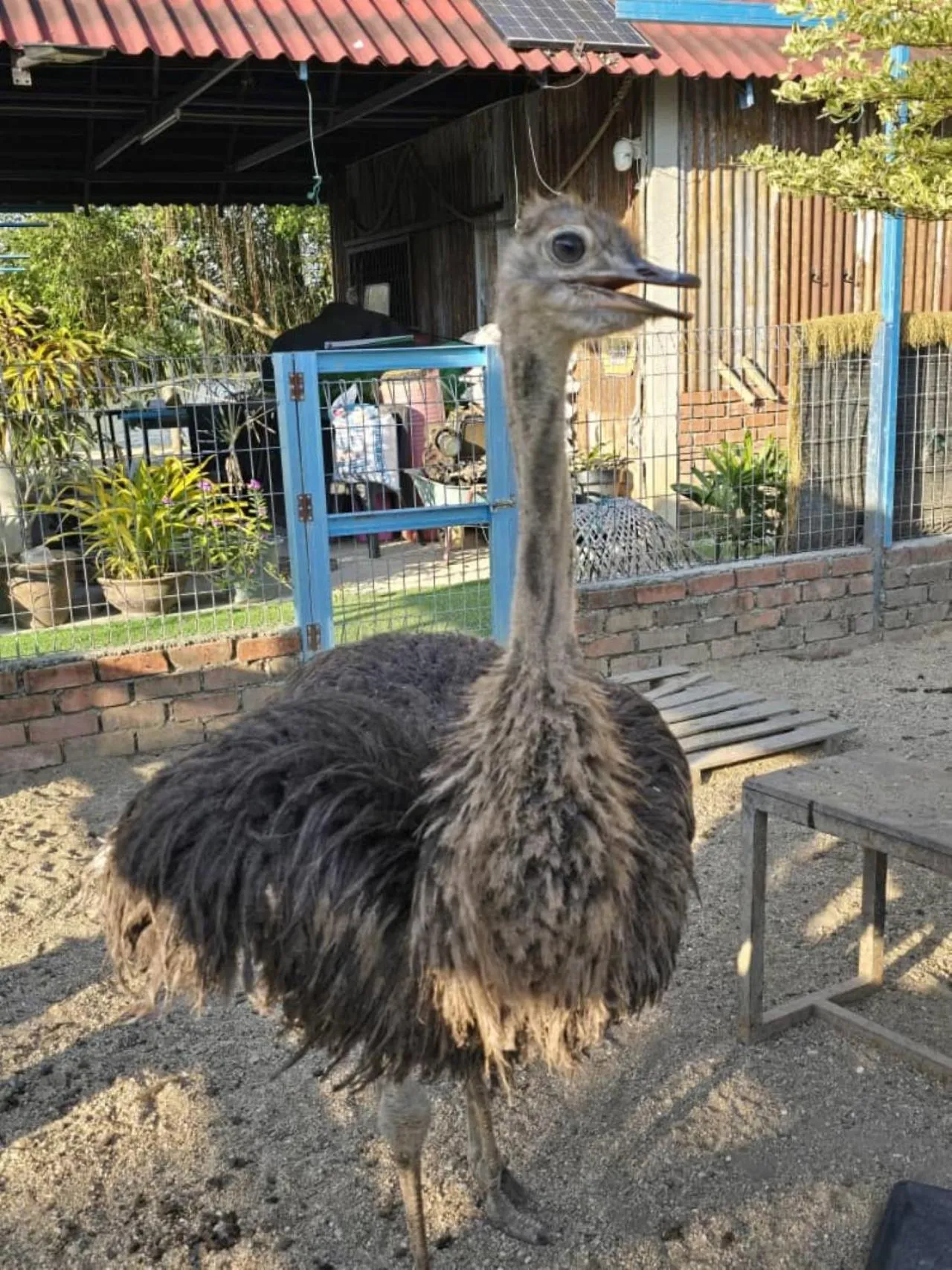 Animals in Dangau Sala D'Kontena