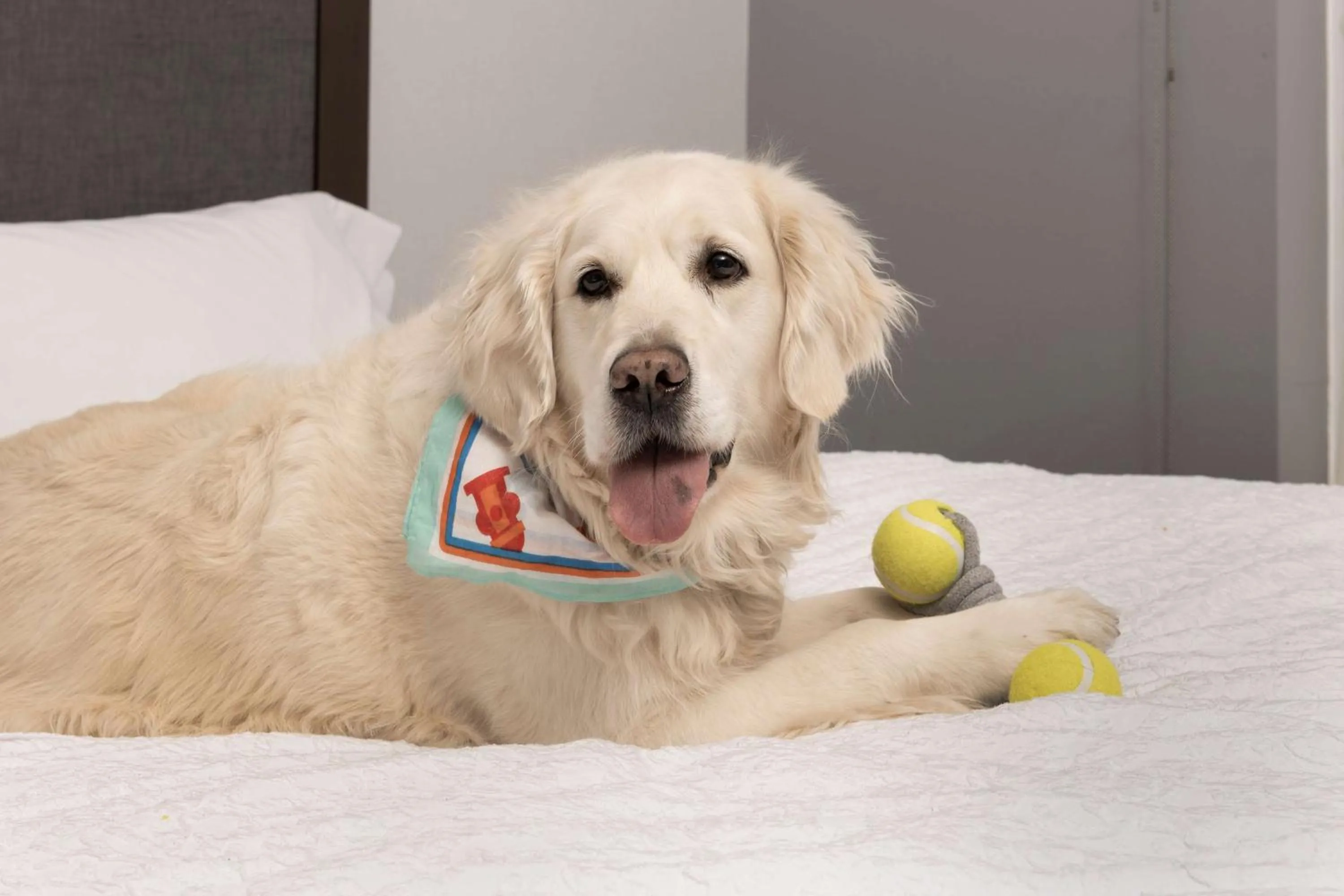 Bed in Hampton Inn & Suites Rapid City Rushmore, SD