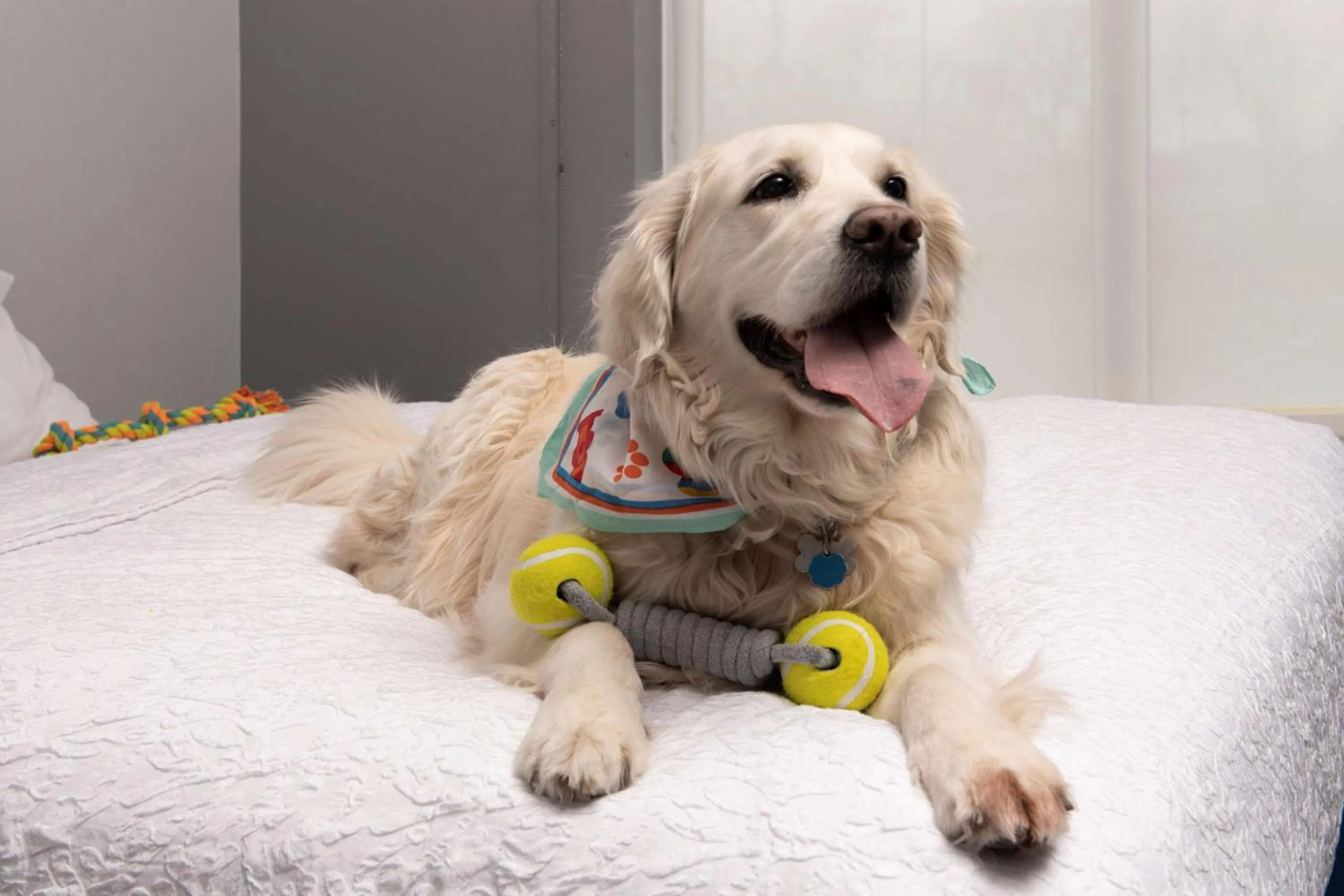 Bed in Hampton Inn & Suites Rapid City Rushmore, SD