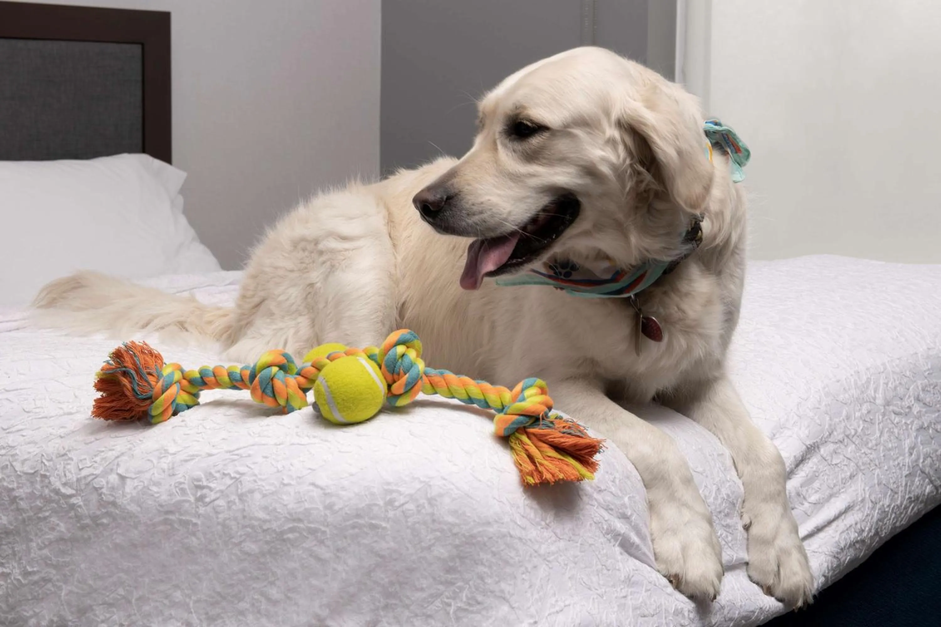 Bed in Hampton Inn & Suites Rapid City Rushmore, SD