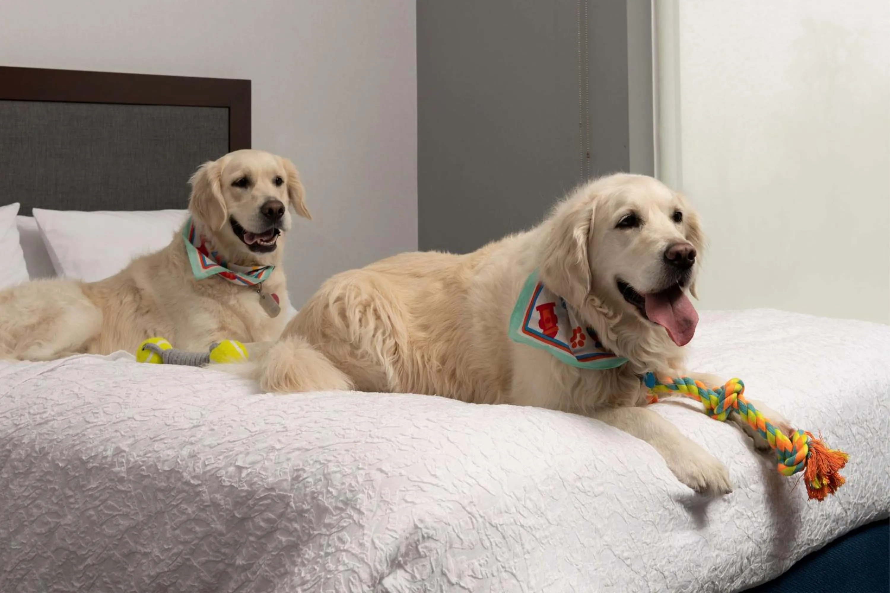 Bed in Hampton Inn & Suites Rapid City Rushmore, SD