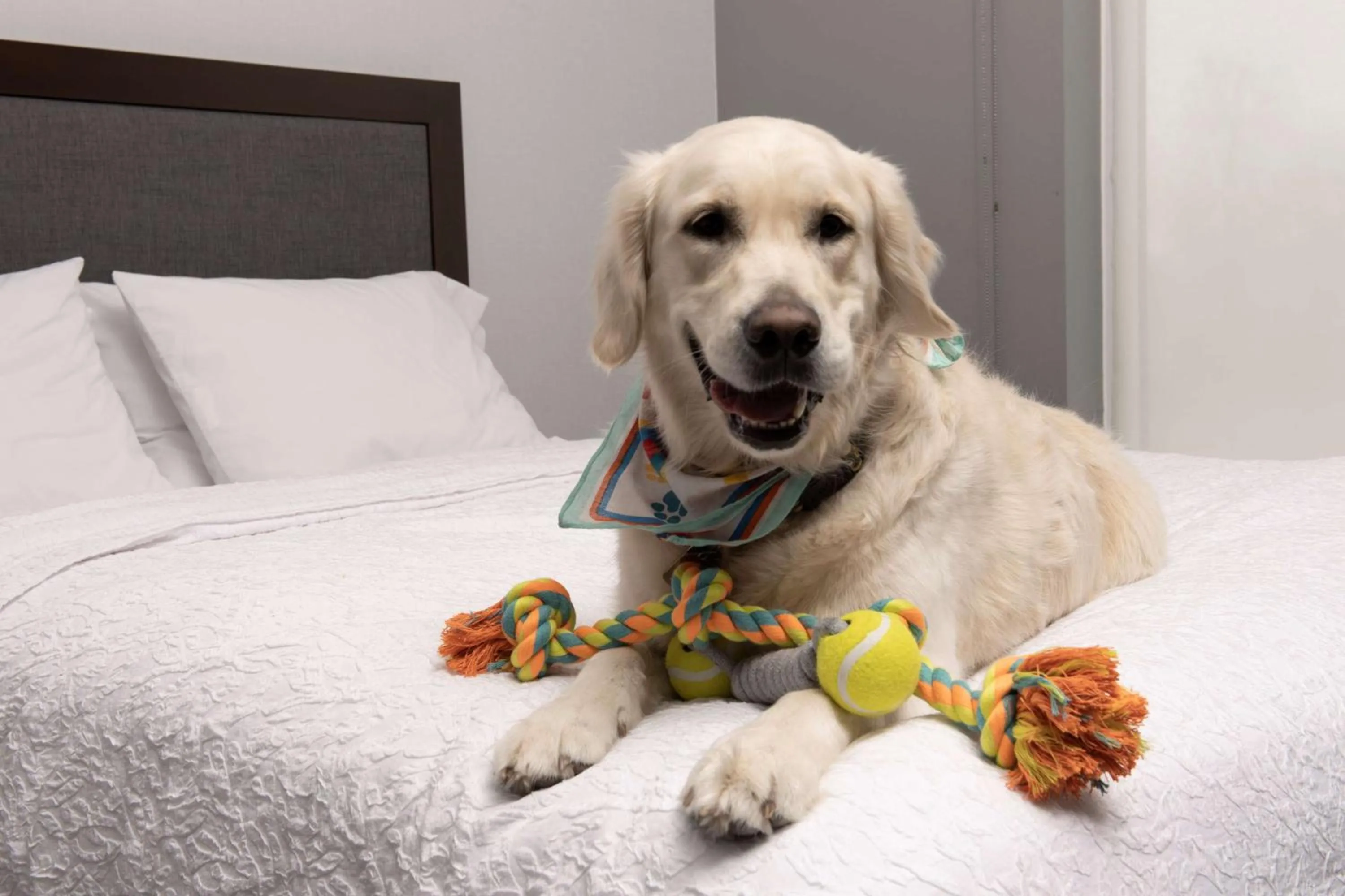 Bed in Hampton Inn & Suites Rapid City Rushmore, SD