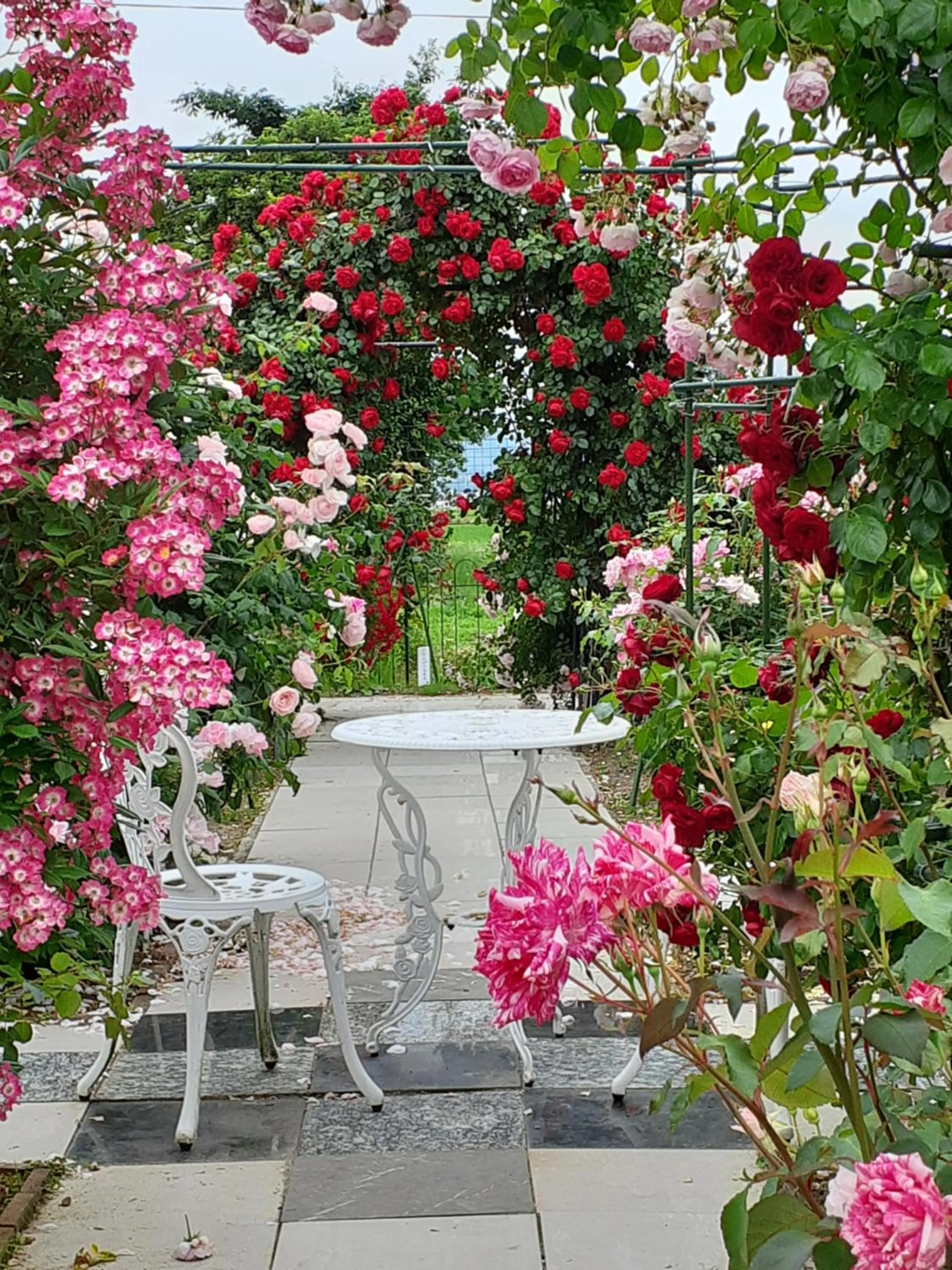 Garden view in Rosencat