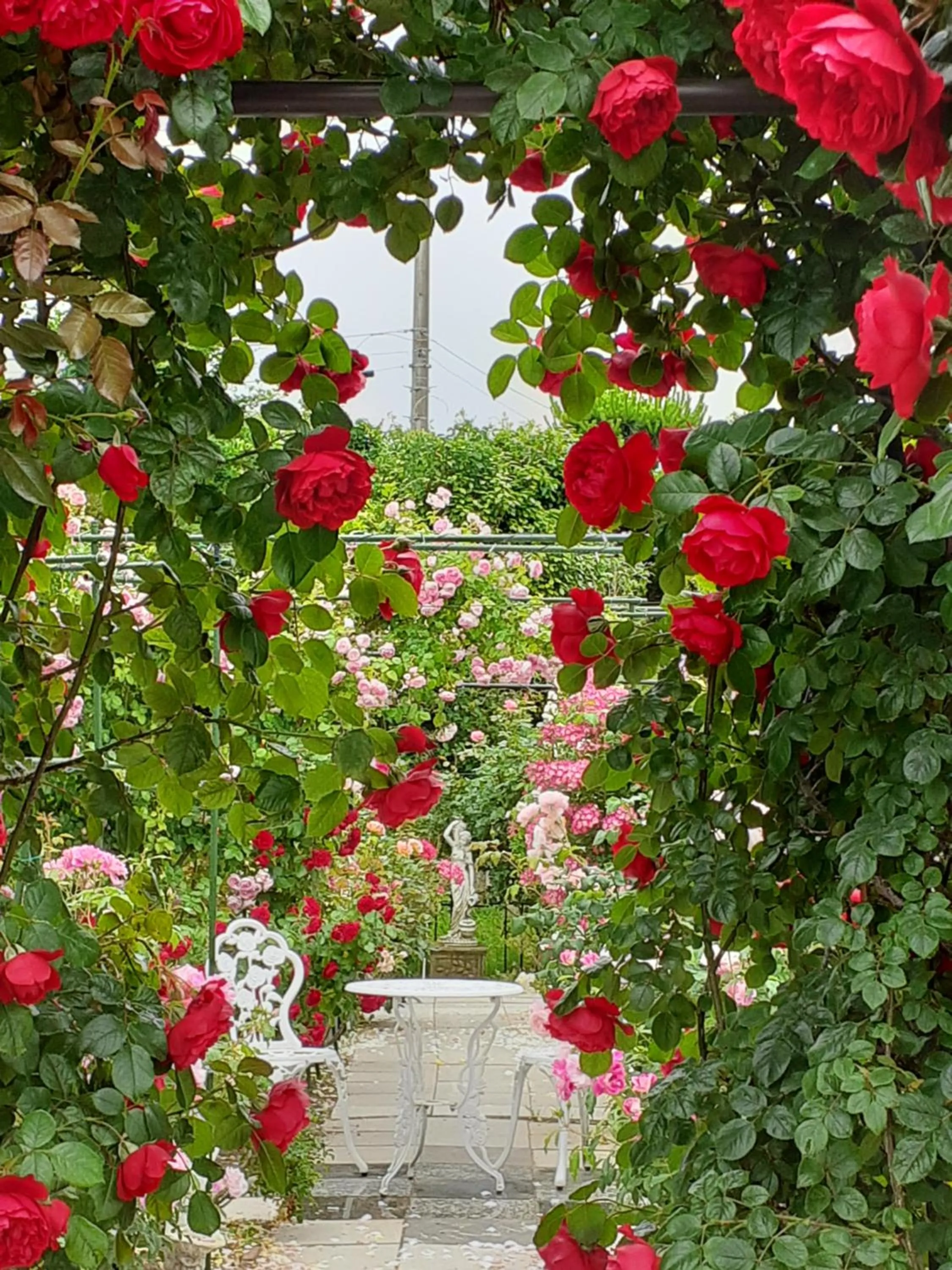 Garden view in Rosencat