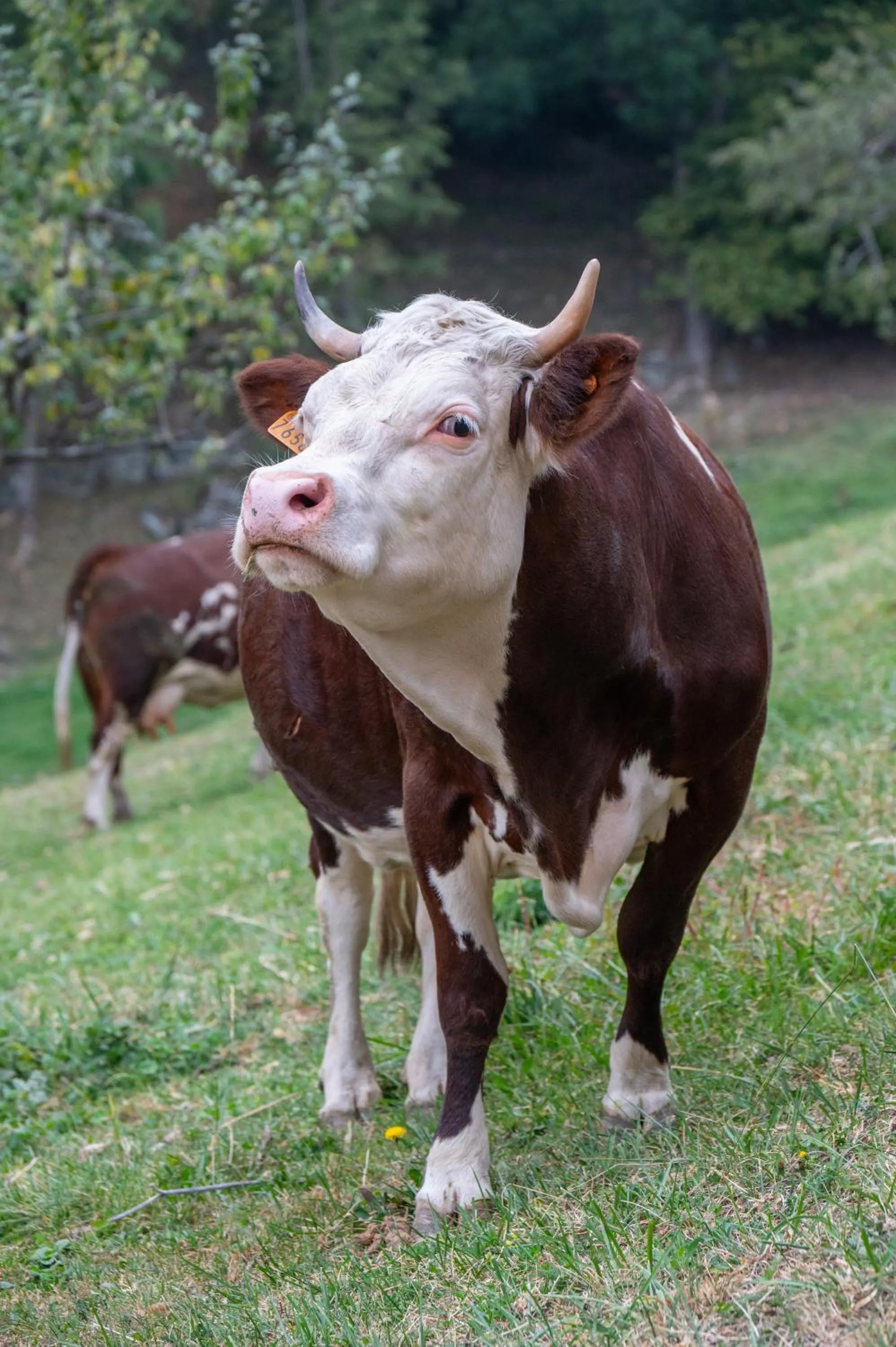 Animals in Agriturismo La Clochette