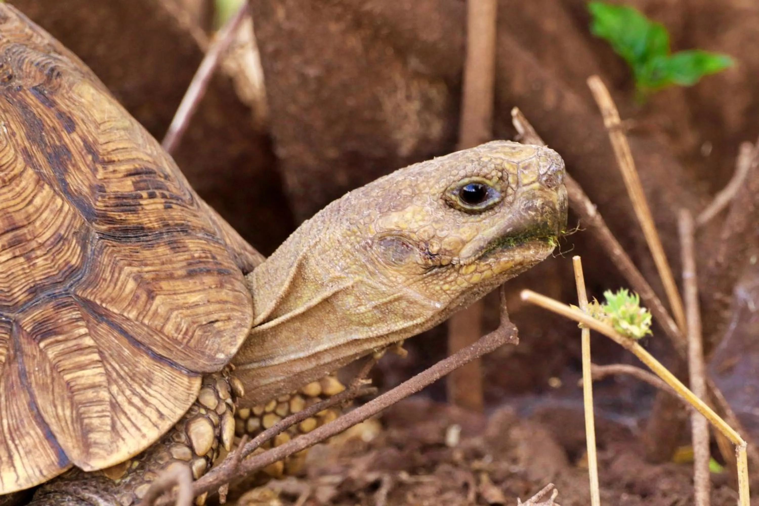Animals in Tlou Safari Lodge