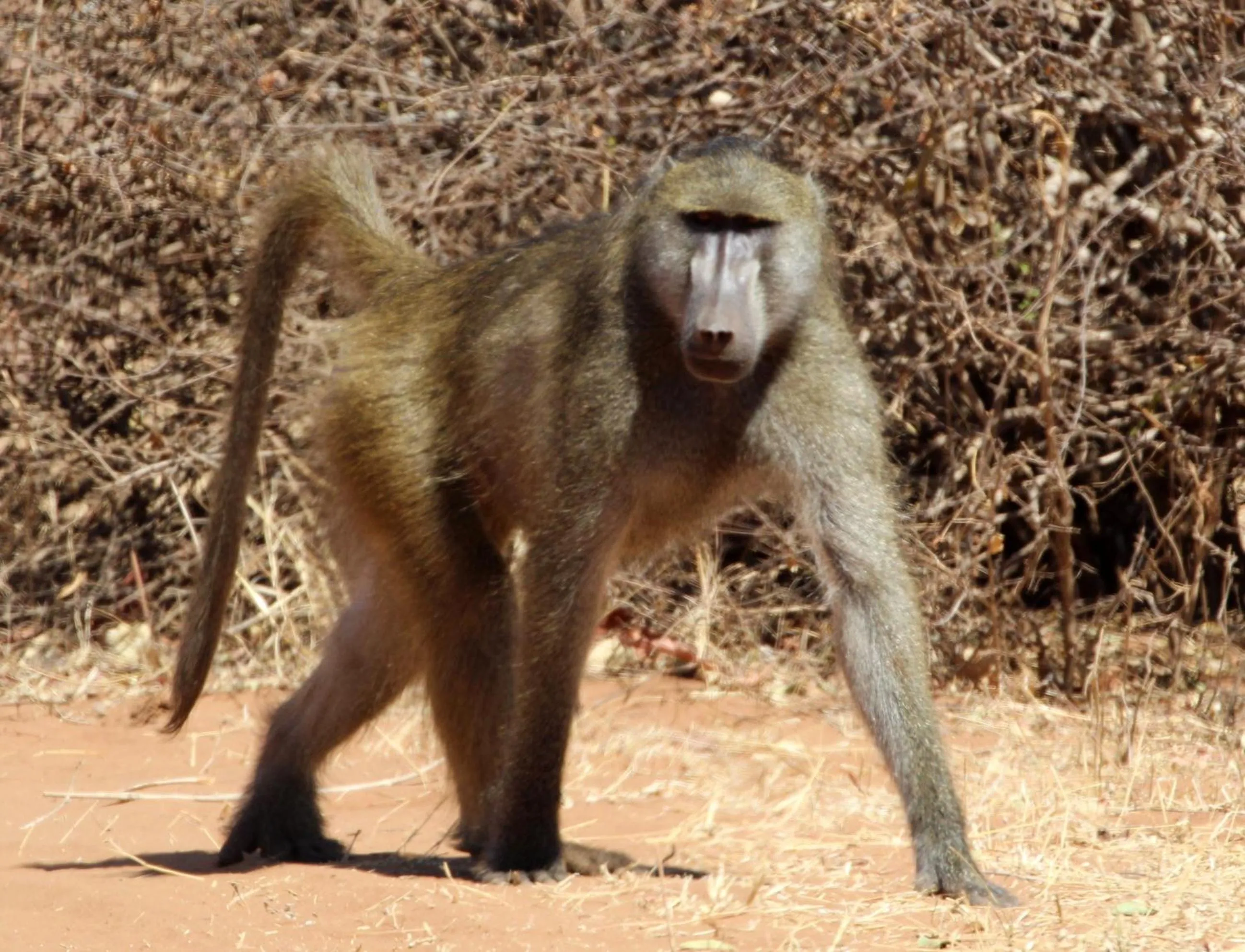 Animals in Tlou Safari Lodge