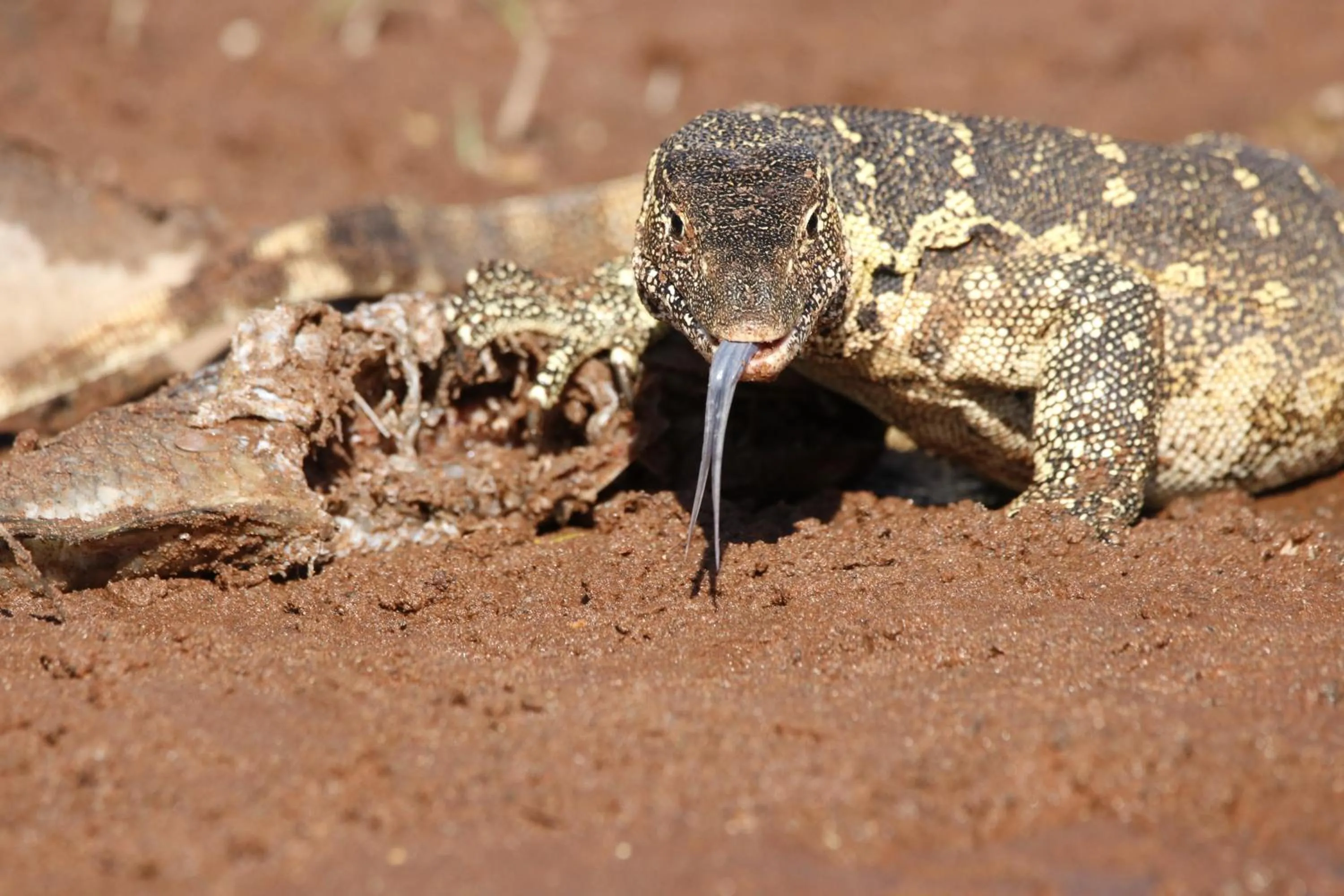 Animals in Tlou Safari Lodge