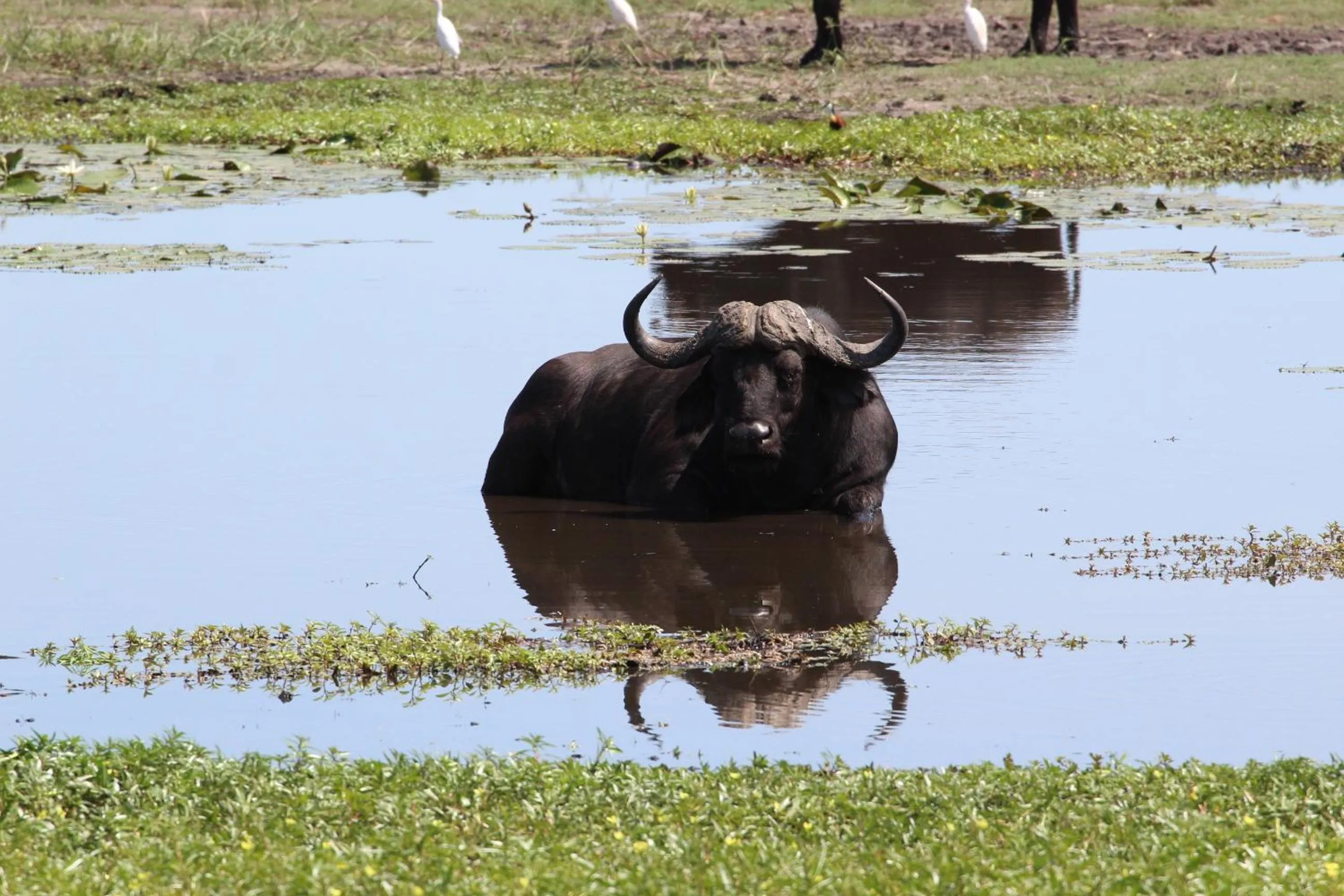 Animals in Tlou Safari Lodge