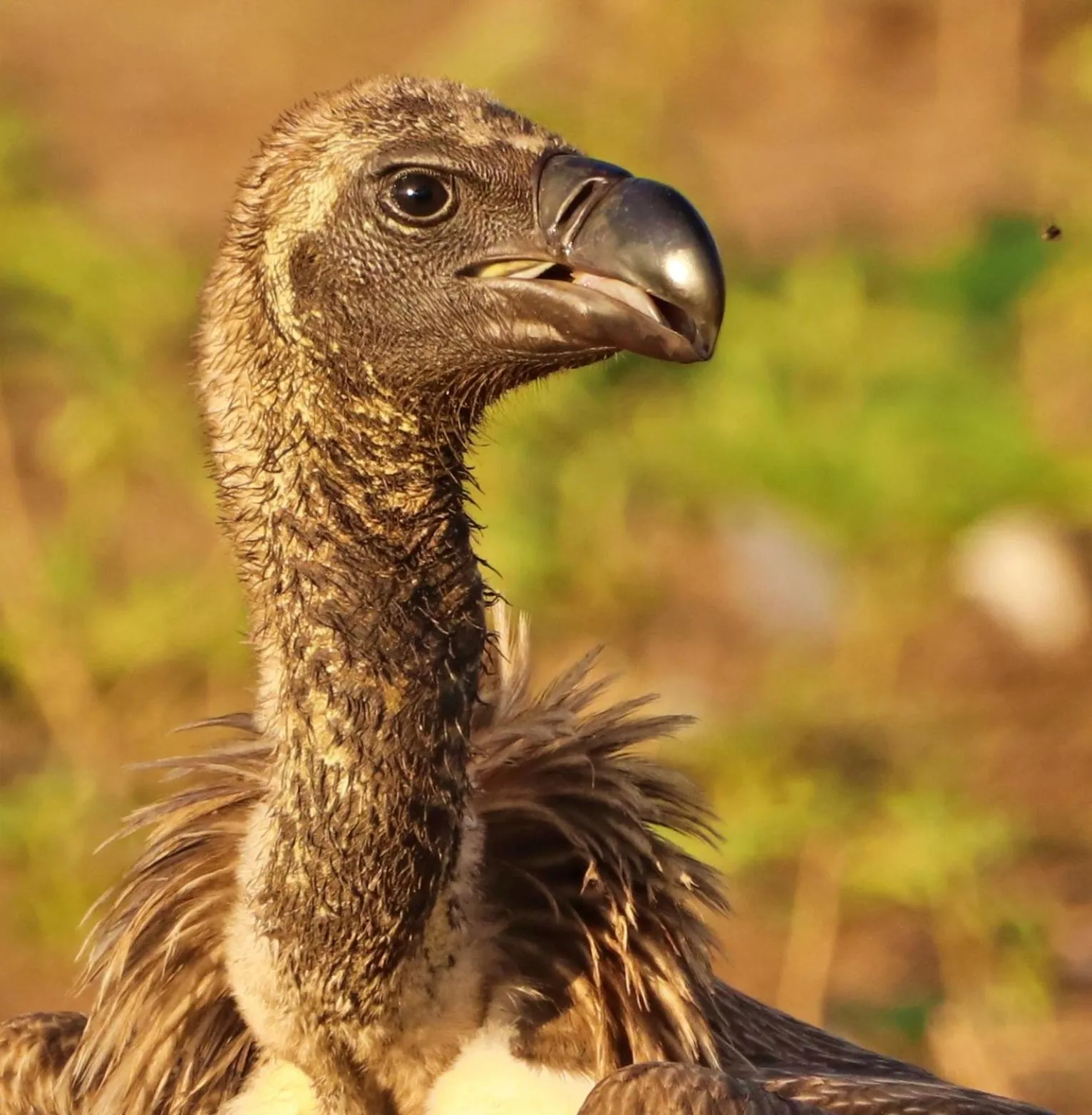 Animals in Tlou Safari Lodge