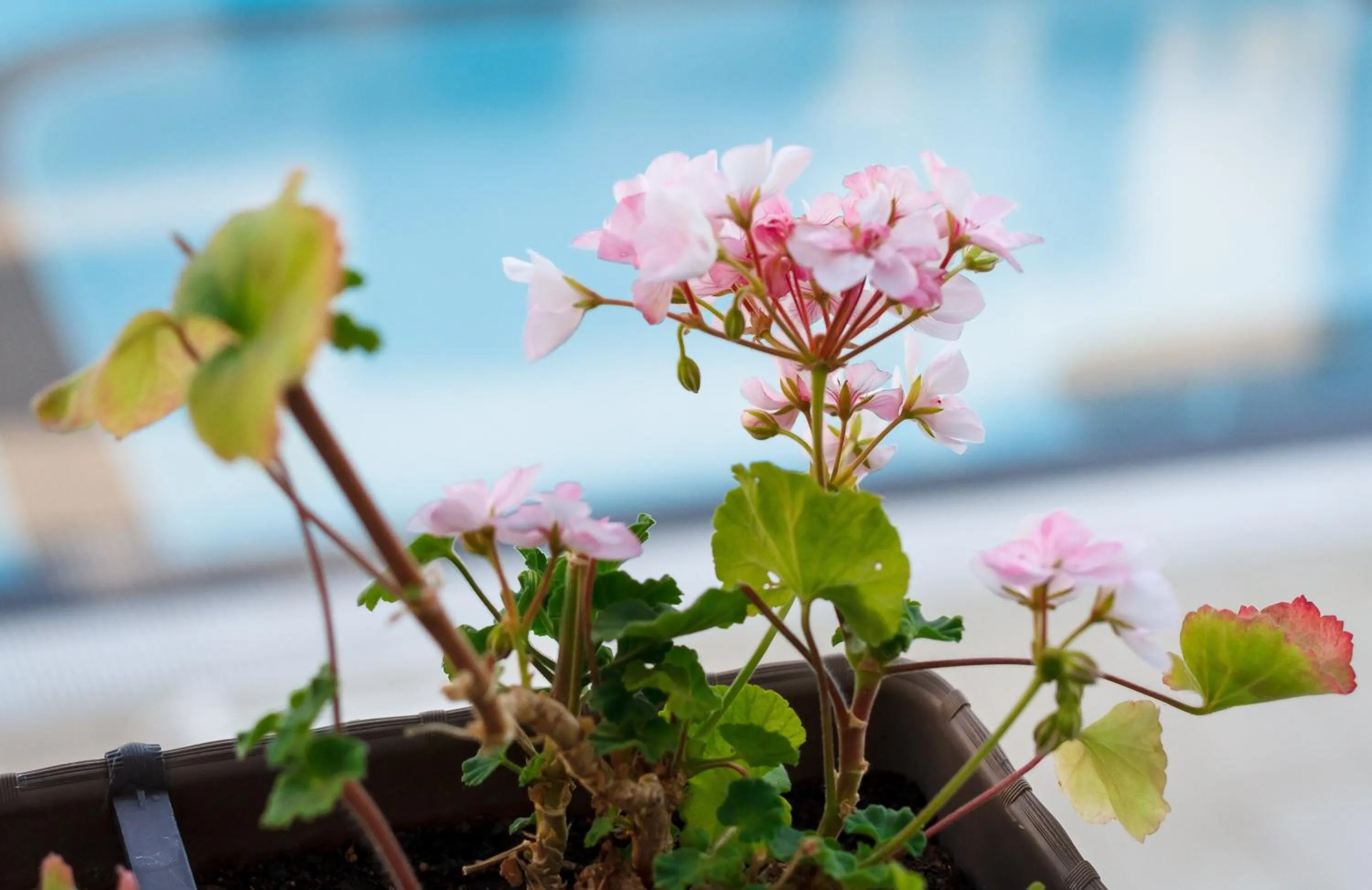 Garden in New Line Village Apartments